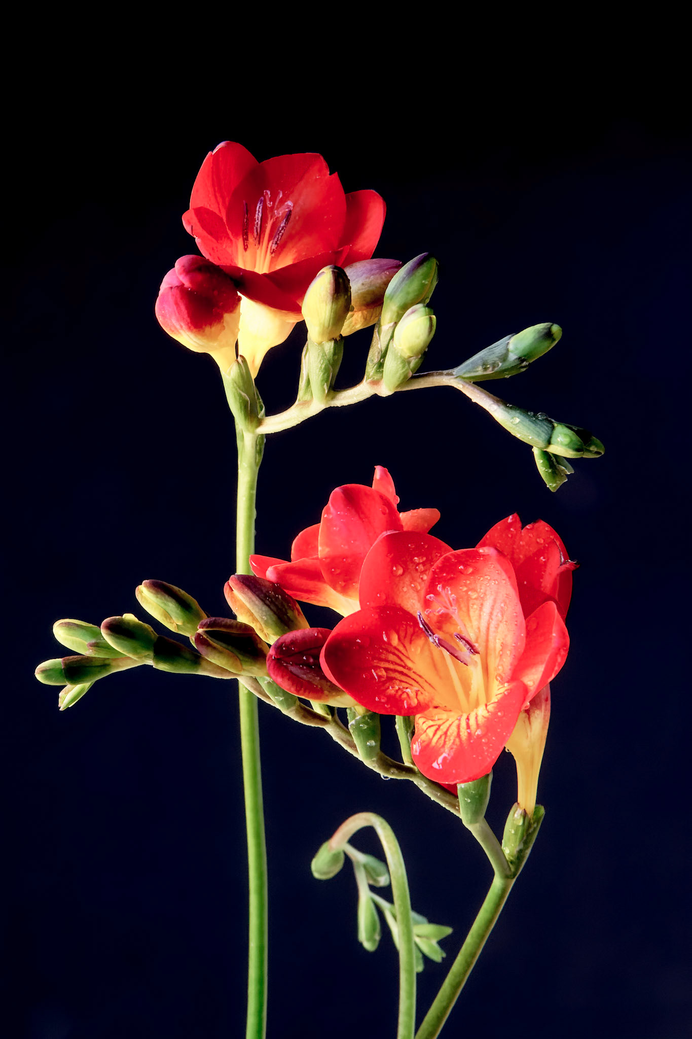 Close-up of red and yellow Freesias (Iridaceae)