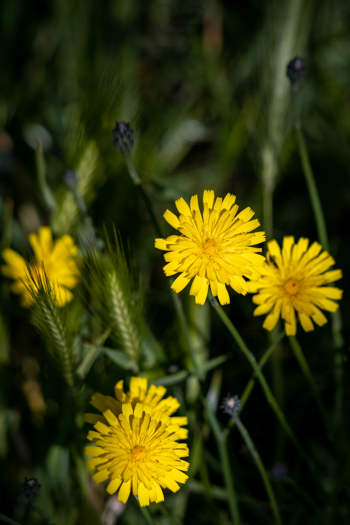 Autumn Hawkbit (Leontodon Autumnalis) flowering in East Grinstead