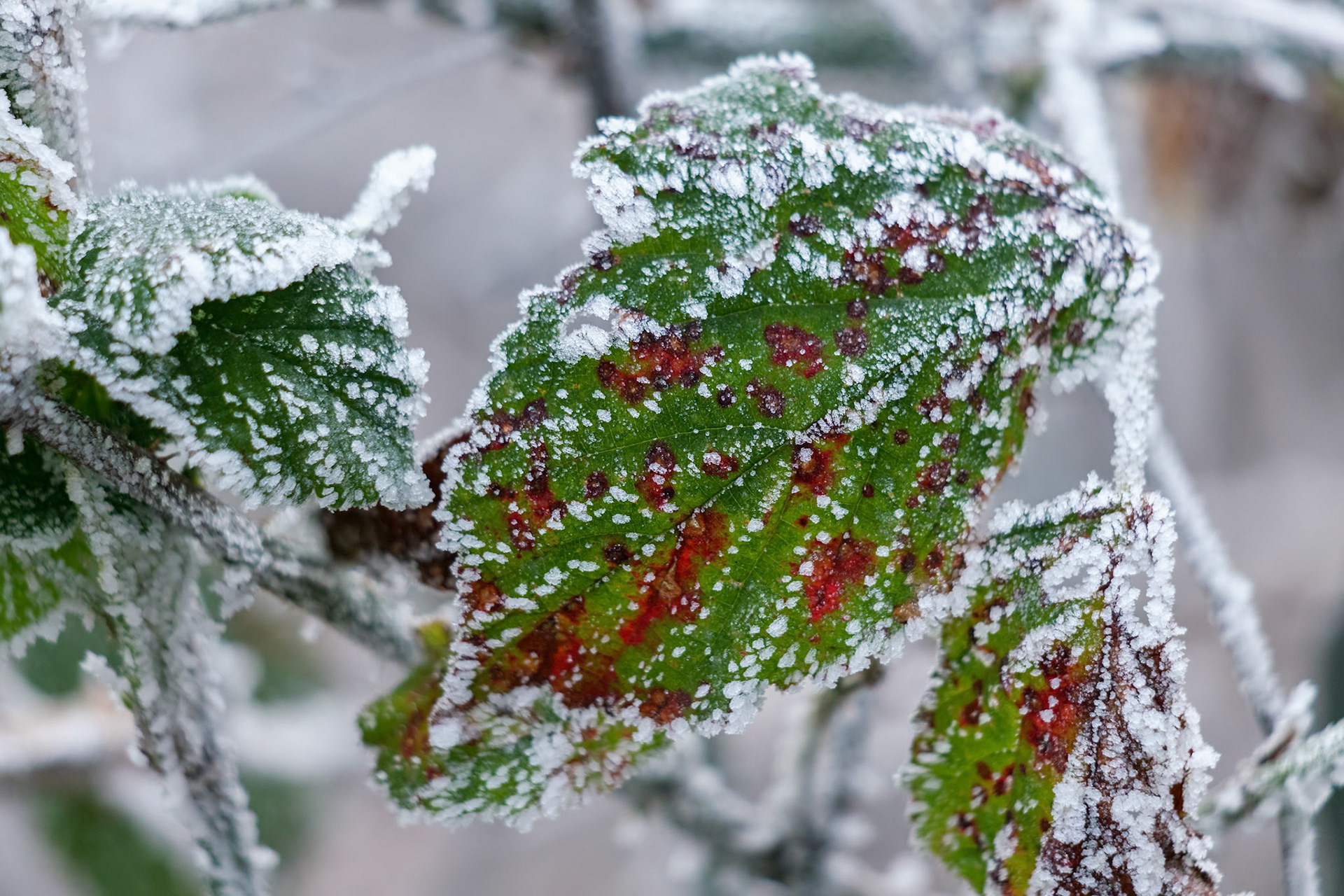 Close up of some Blackberry leaves covered with hoar frost