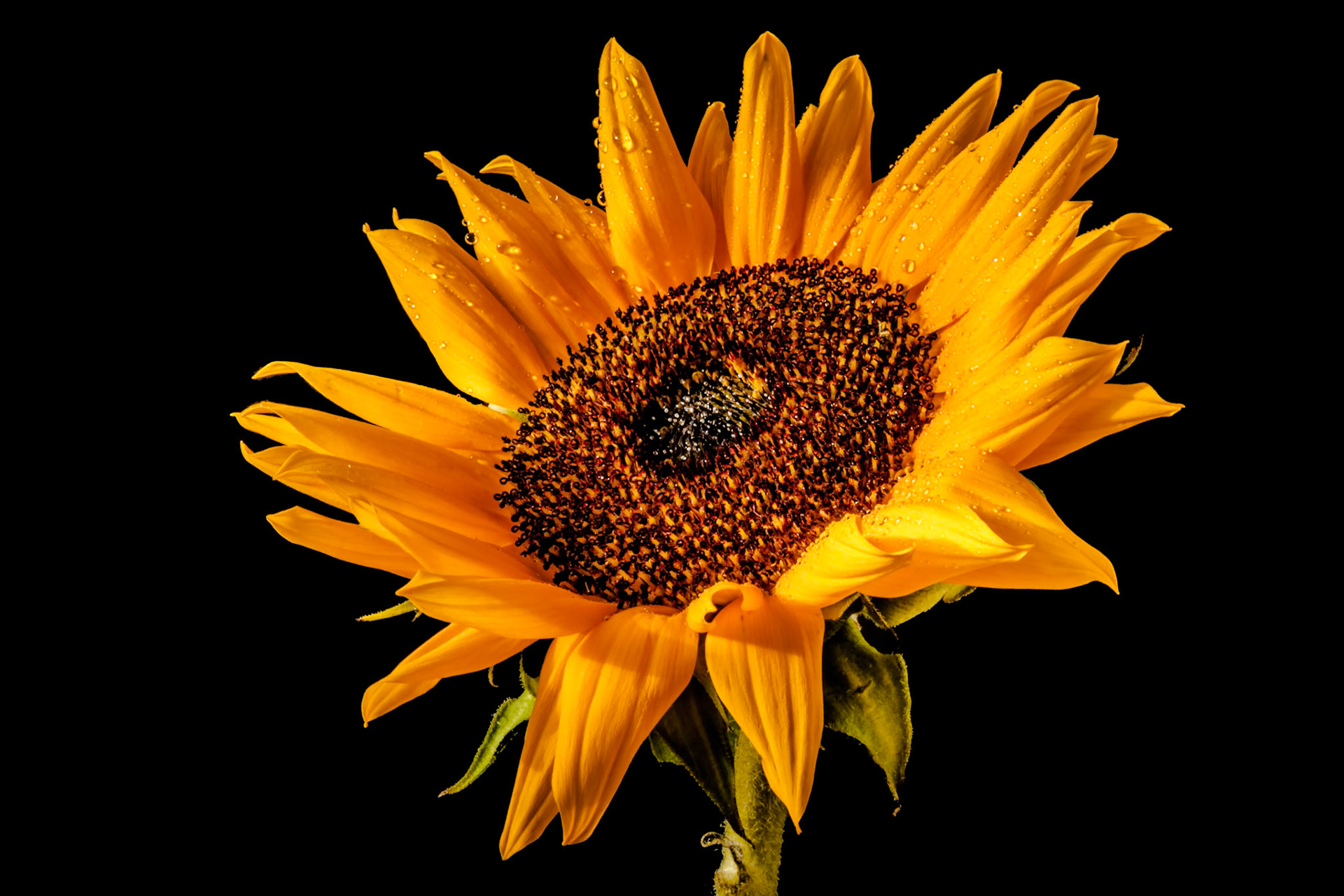 Water droplets on a Sunflower (Helanthus annuus)