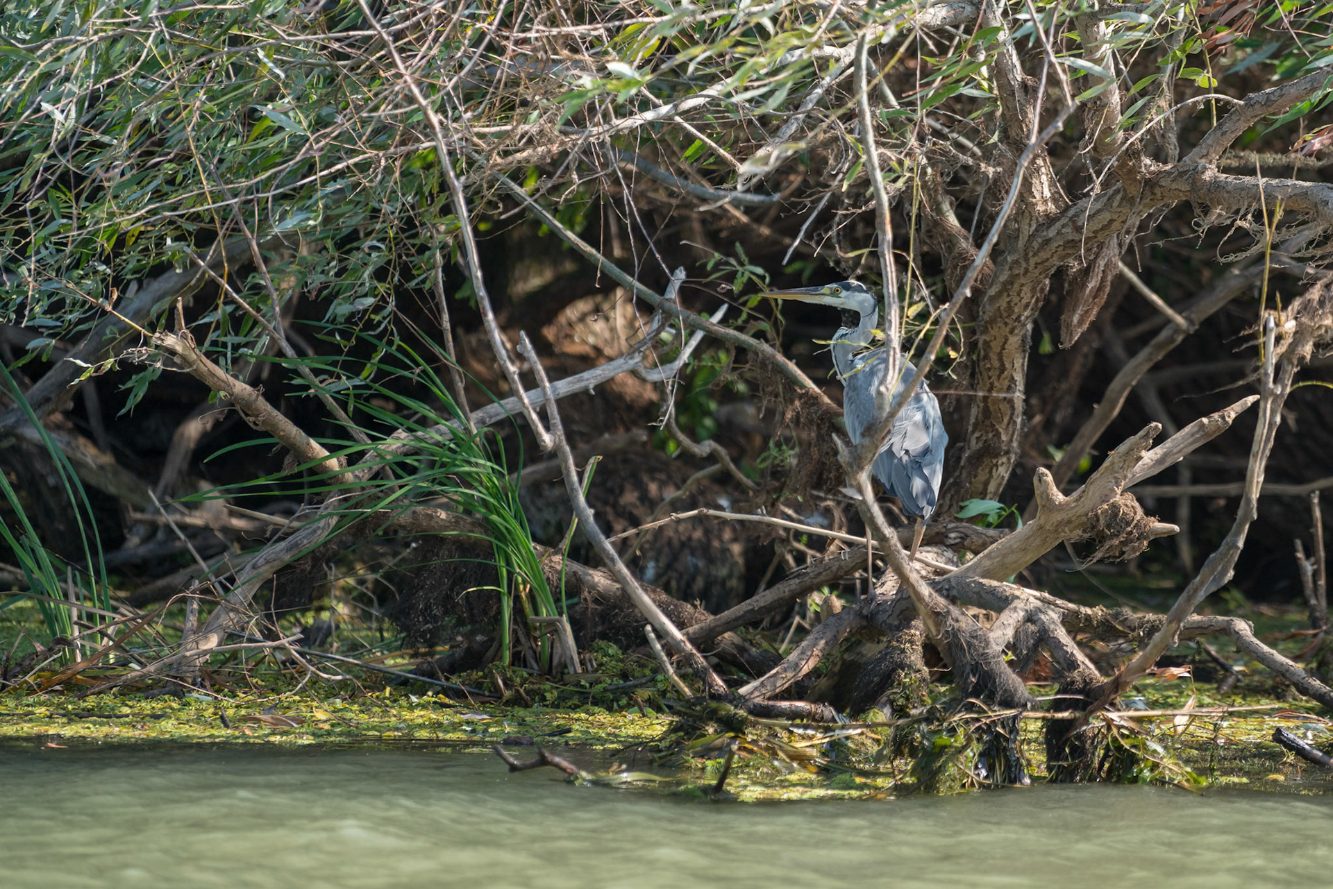Grey Heron (ardea cinerea) in the Danube Delta, Romania