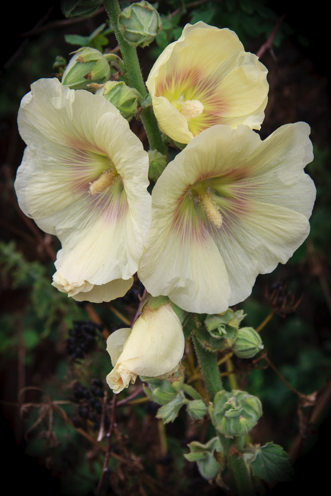 Hollyhock (Alcea) Flowering in Happisburgh Norfolk