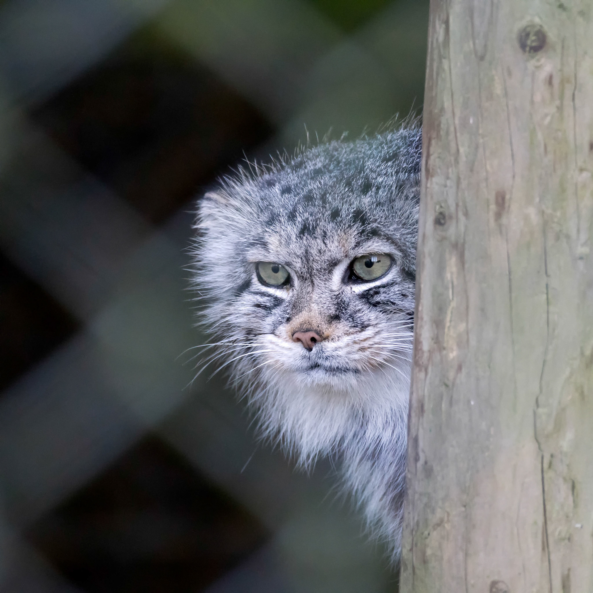 Pallas's Cat (Otocolobus manul)