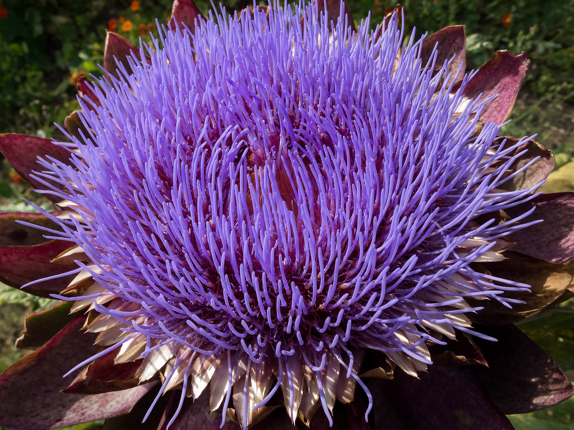 Globe Artichoke Flower (Cynara Scolymus)