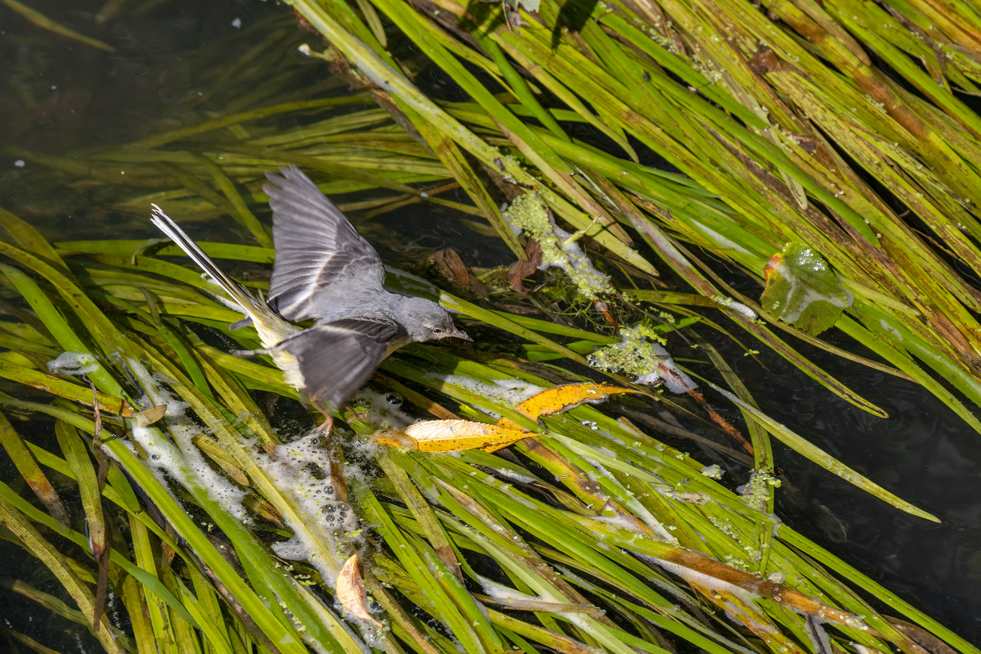 Juvenile Yellow Wagtail (Motacilla flava) walking on green leaves on the River Rother in Midhurst
