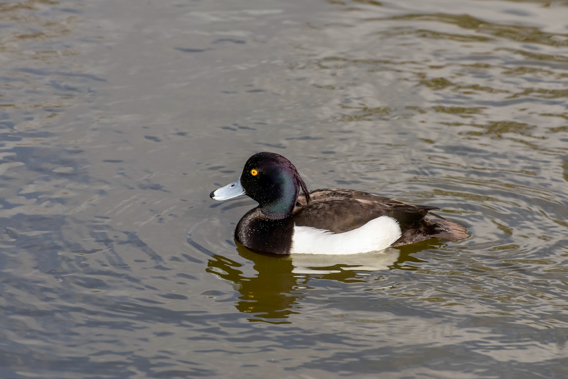 Tufted Duck (Aythya fuligula)