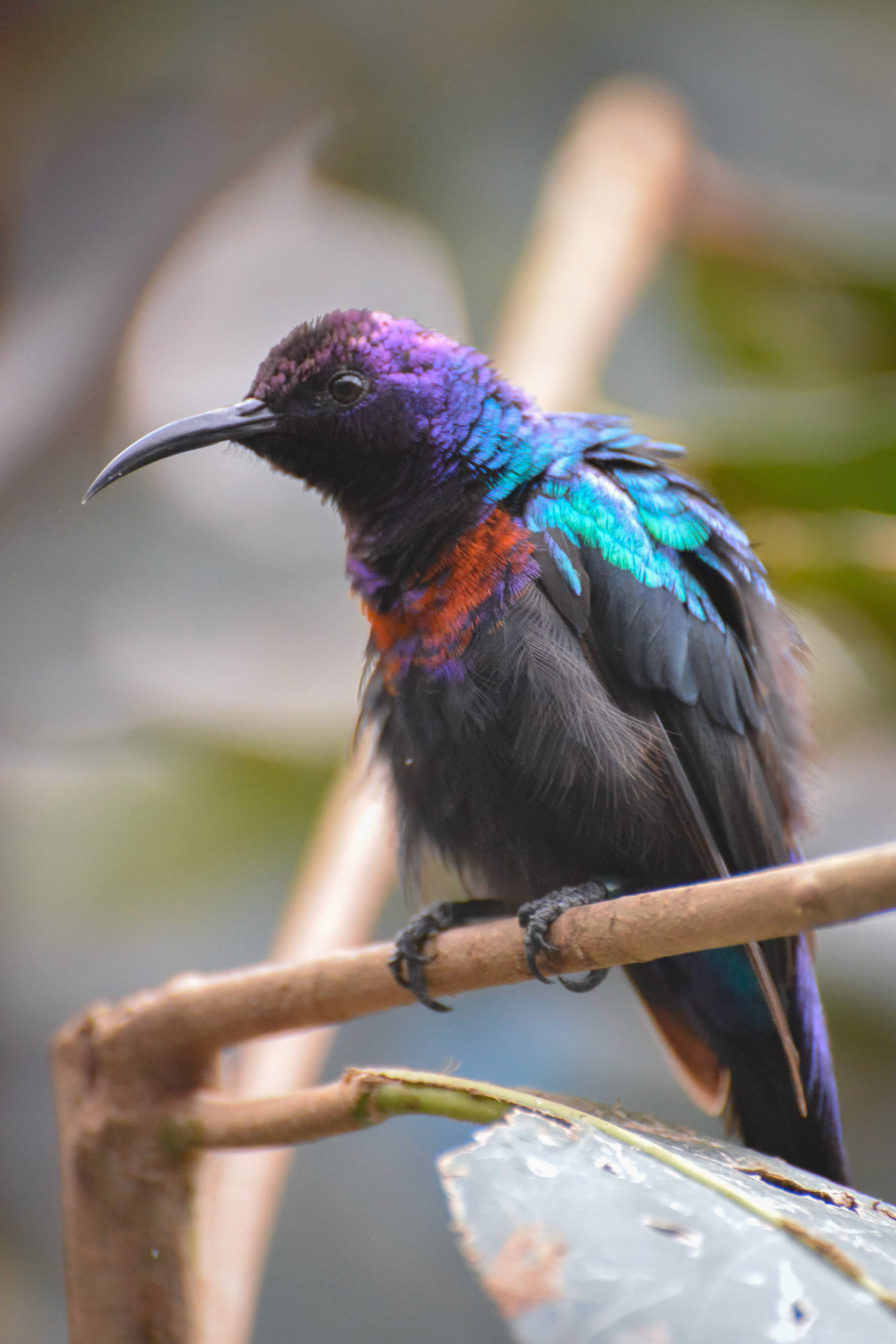 Splendid Sunbird (Cinnyris coccinigastrus) resting on a branch