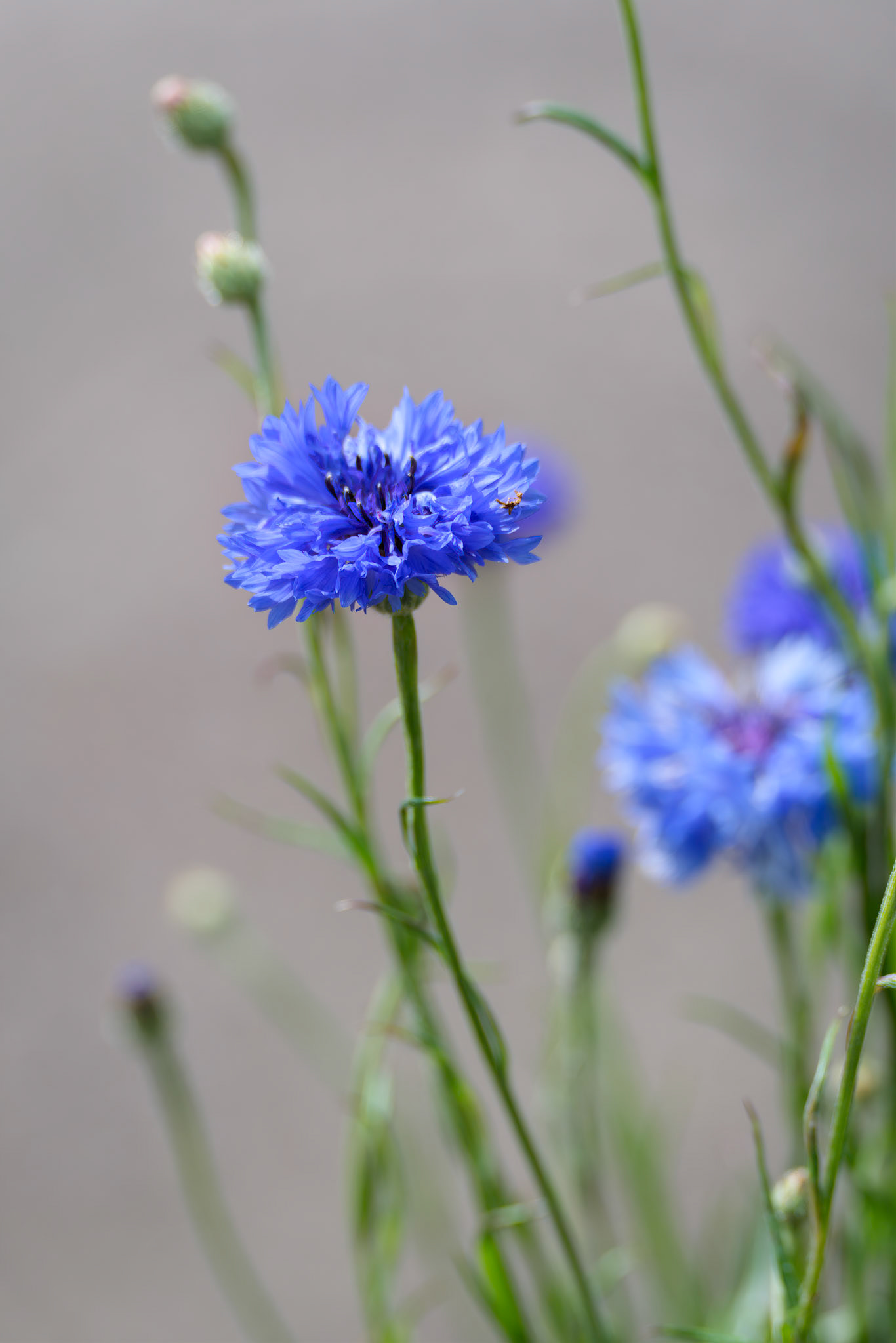 Blue Cornflowers growing in a garden in East Grinstead