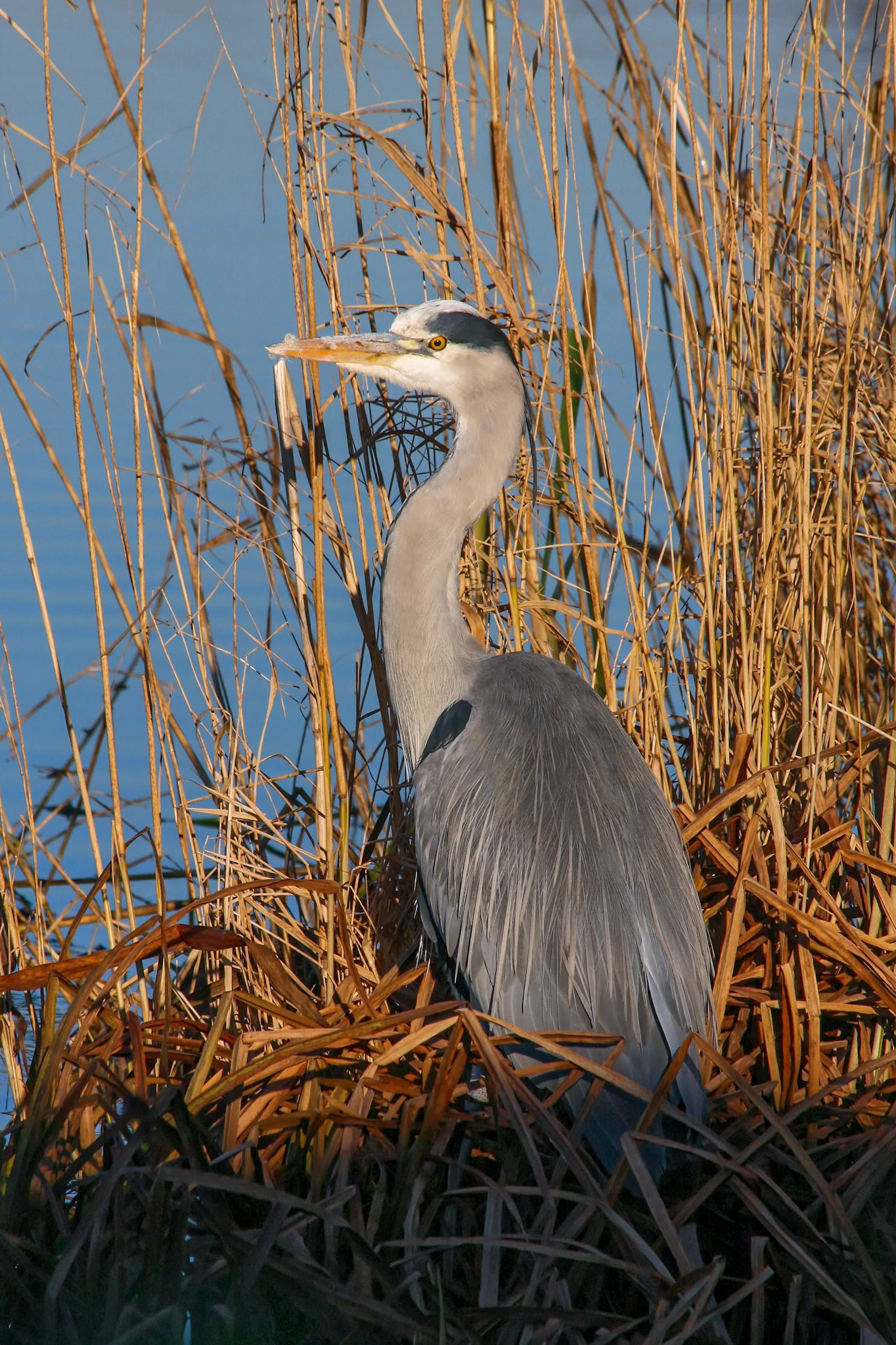 Grey Heron (ardea cinerea) watching and waiting