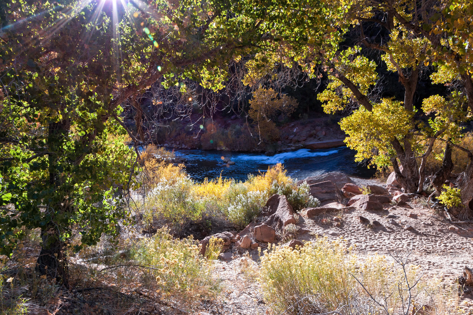 Sun Streaming through the Trees