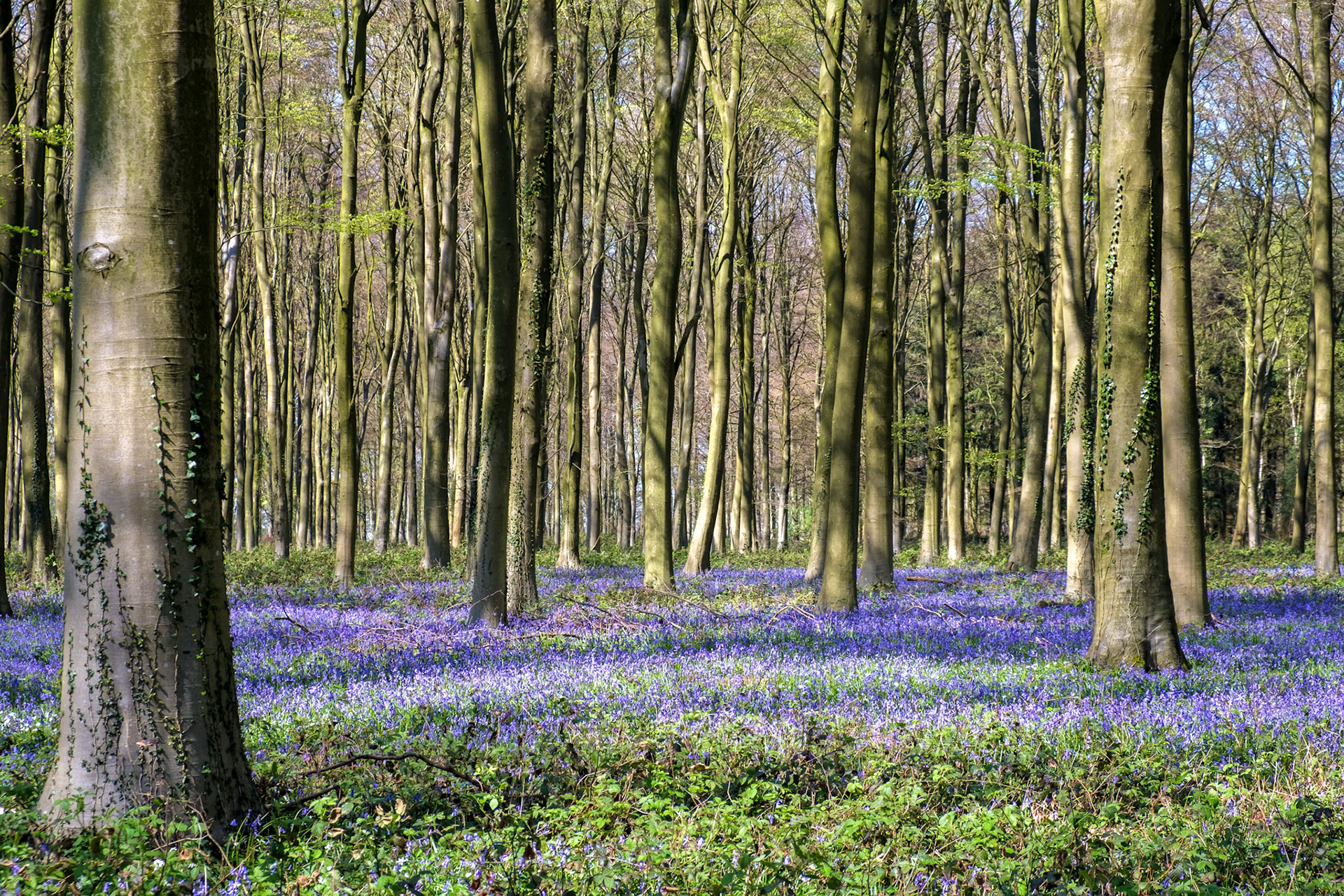 Bluebells in Wepham Wood