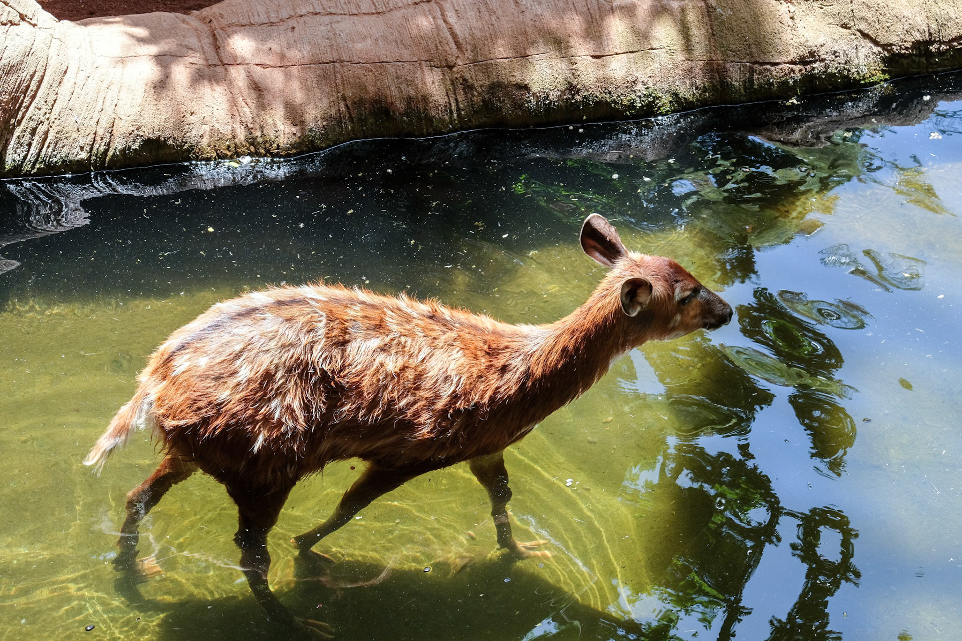 FUENGIROLA, ANDALUCIA/SPAIN - JULY 4 : Sitatunga Antelope at the Bioparc in FuengirolaCosta del Sol Spain on July 4, 2017