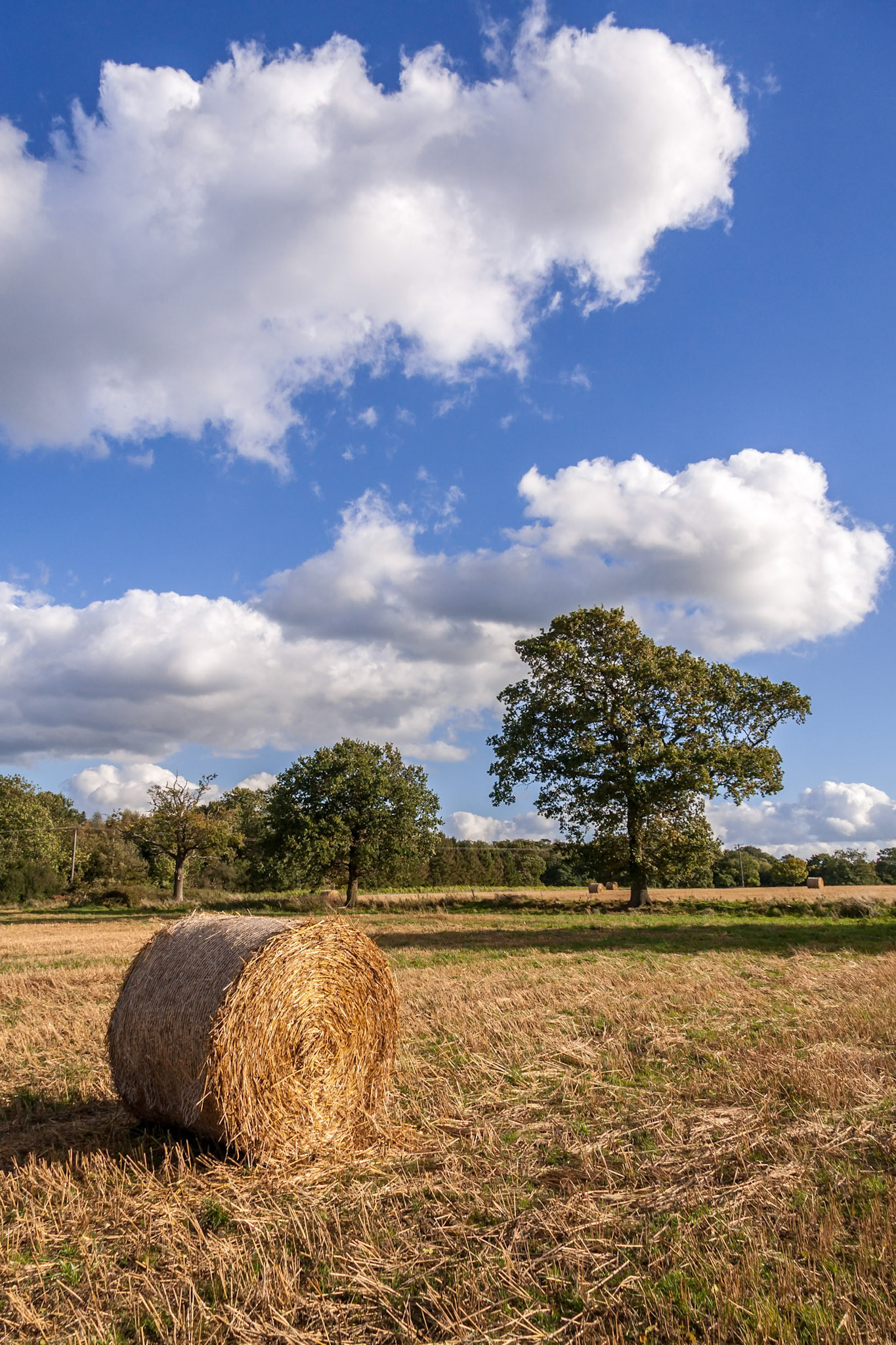 Hay bales in a field after the harvest