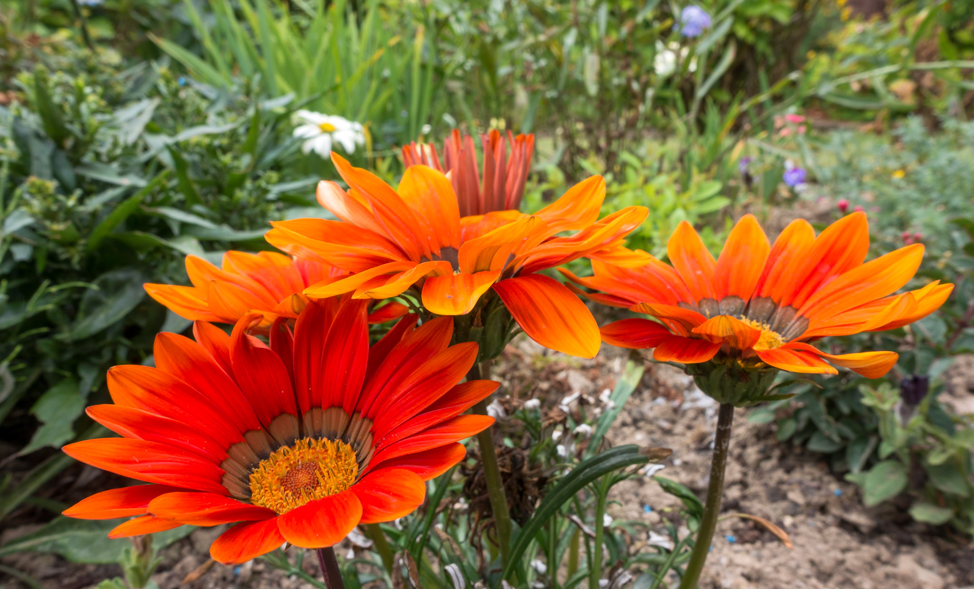 Orange Gazanias flowering in an English garden