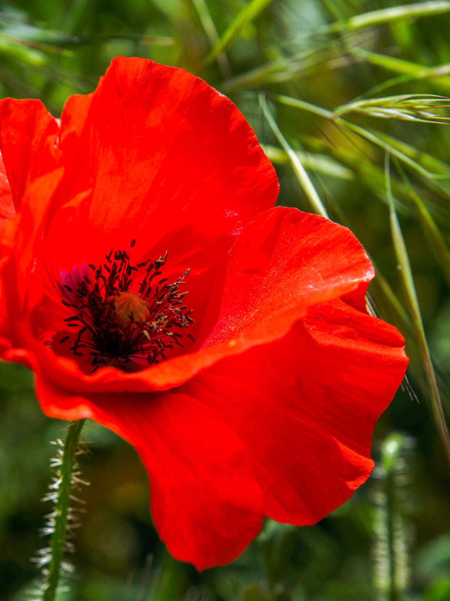 Poppy Flowering in Ronda Spain