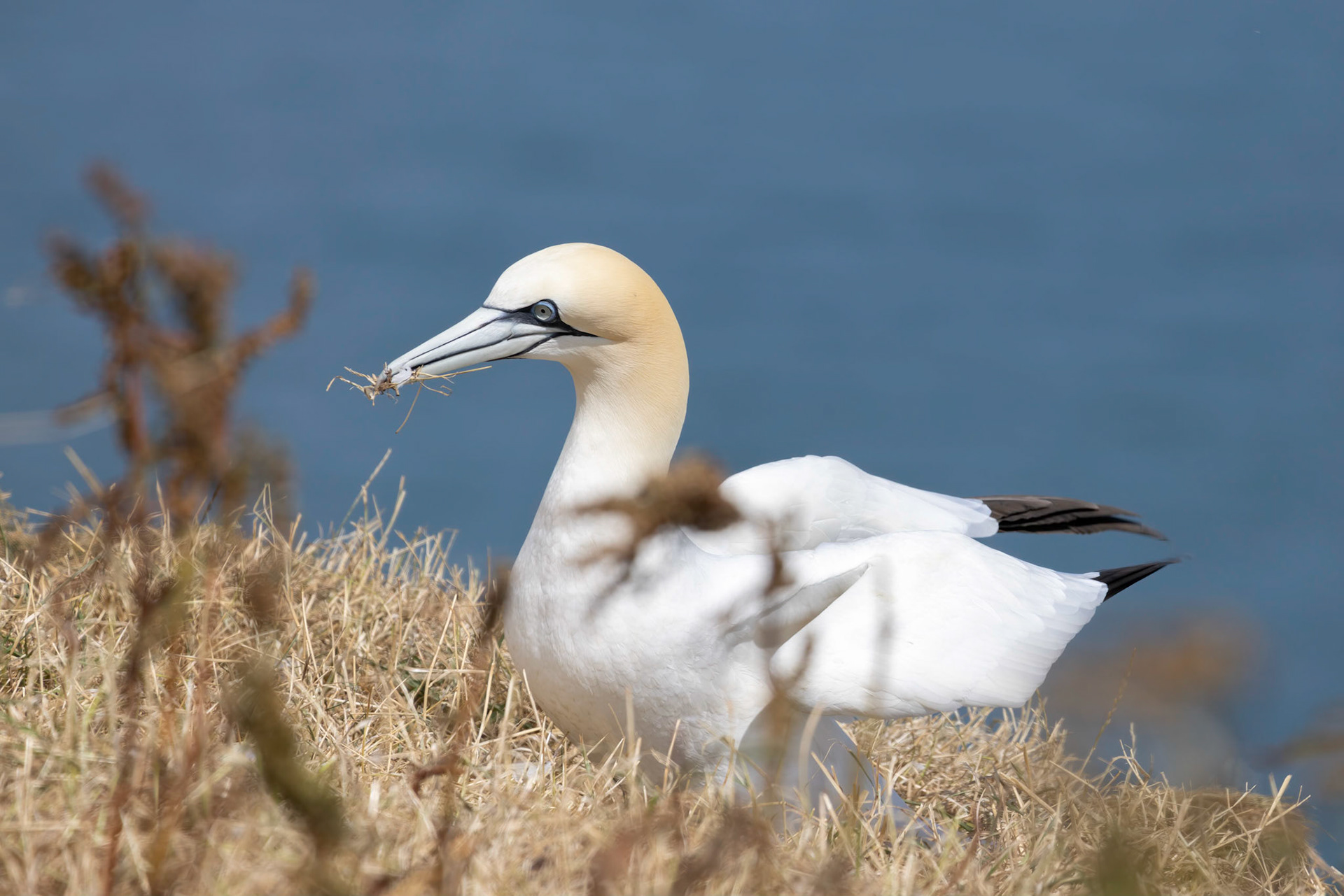 Gannet, Morus bassanus, at Bempton Cliffs in Yorkshire