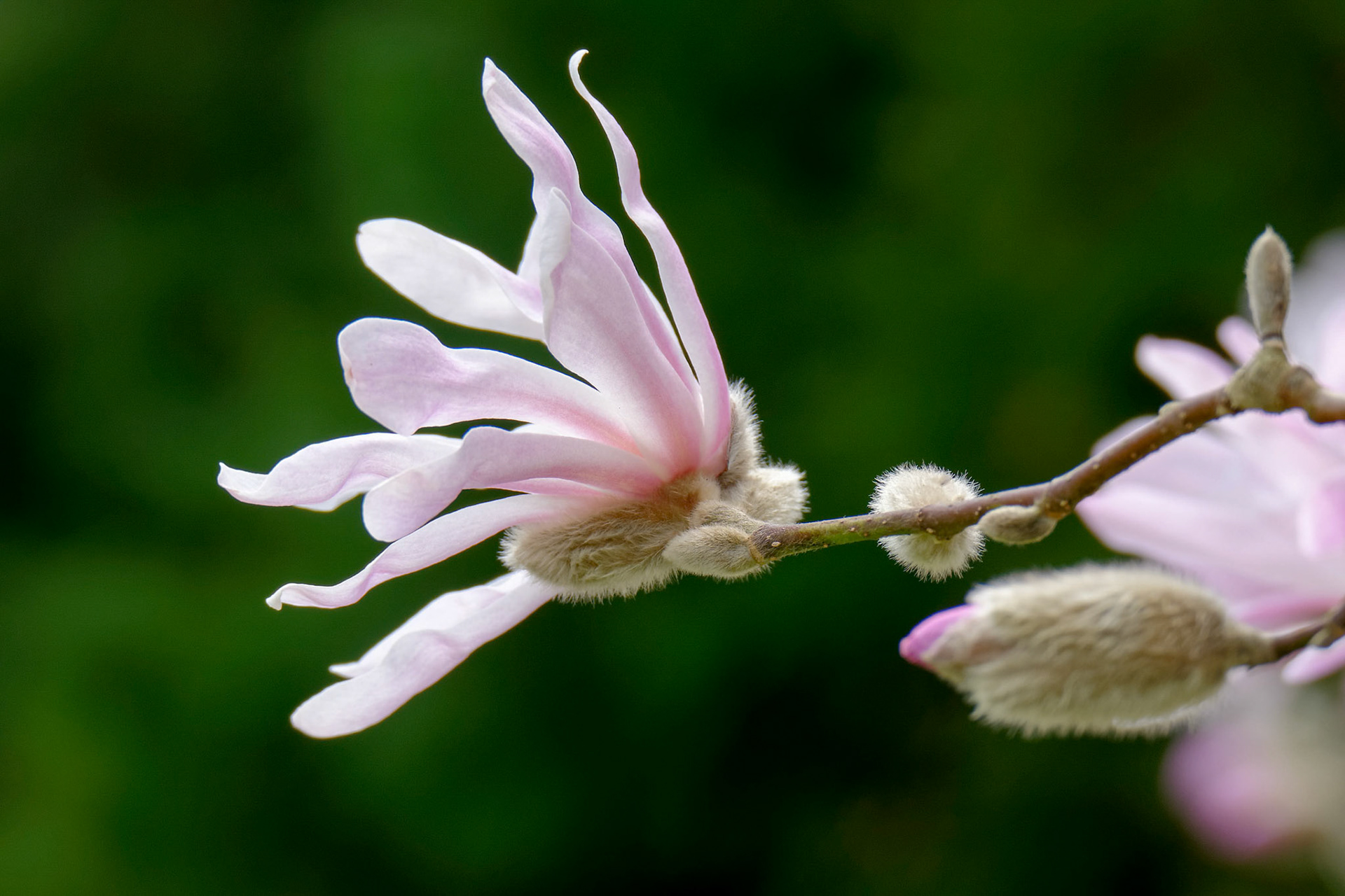 Pink Magnolia Flowering