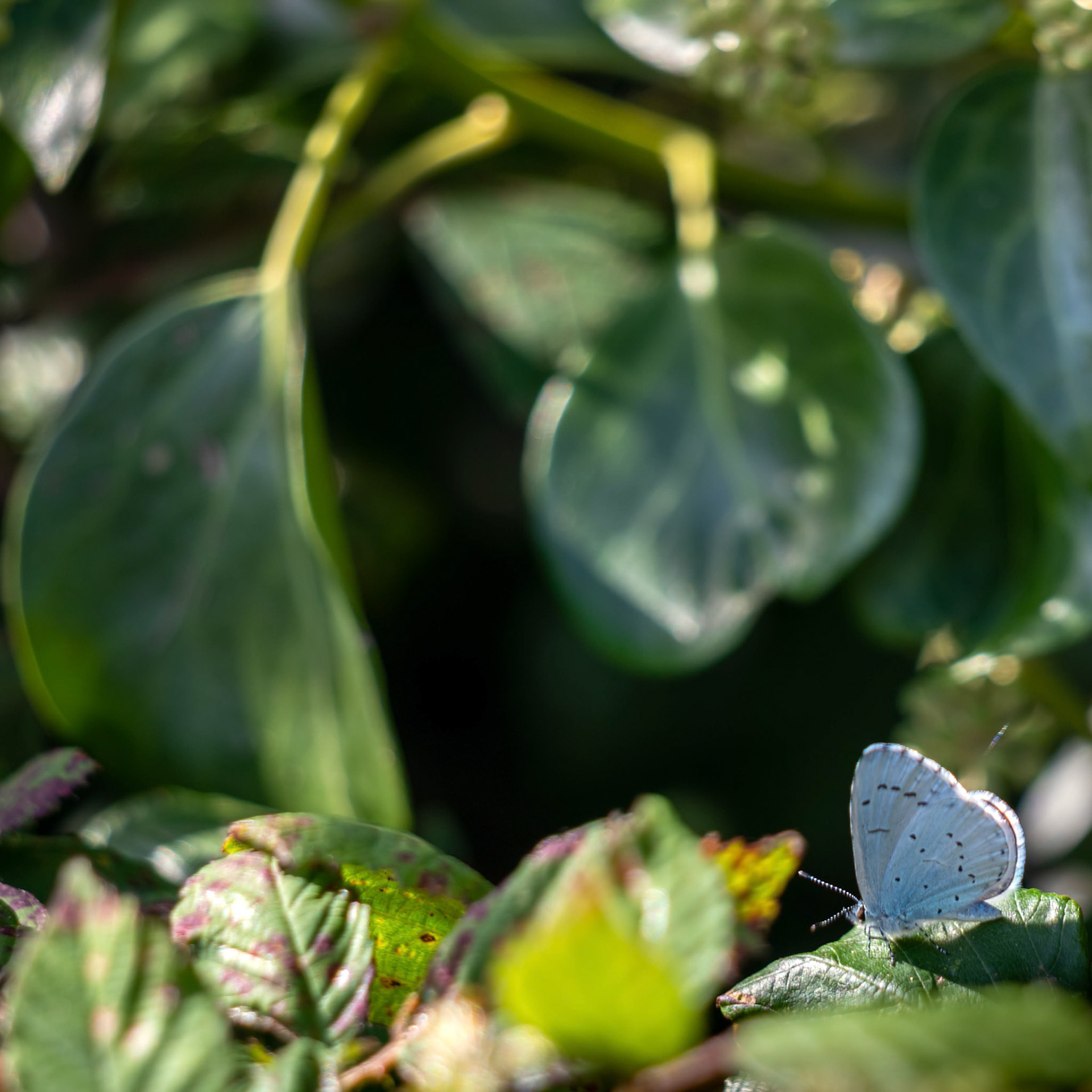 Holly Blue (Celastrina argiolus) resting on a plant near Little Haven in Pembrokeshire