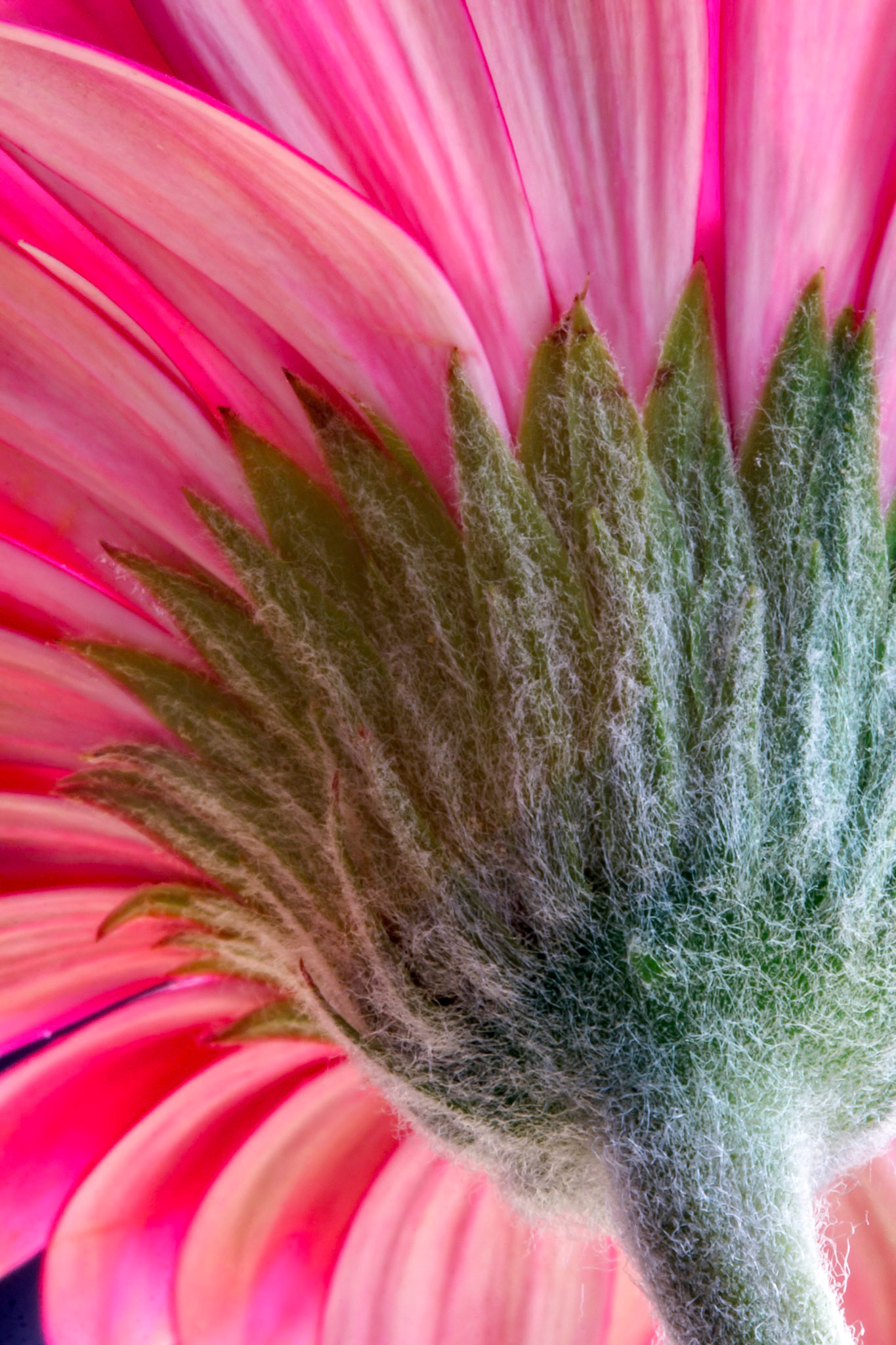 Pink Gerbera (Asteraceae)