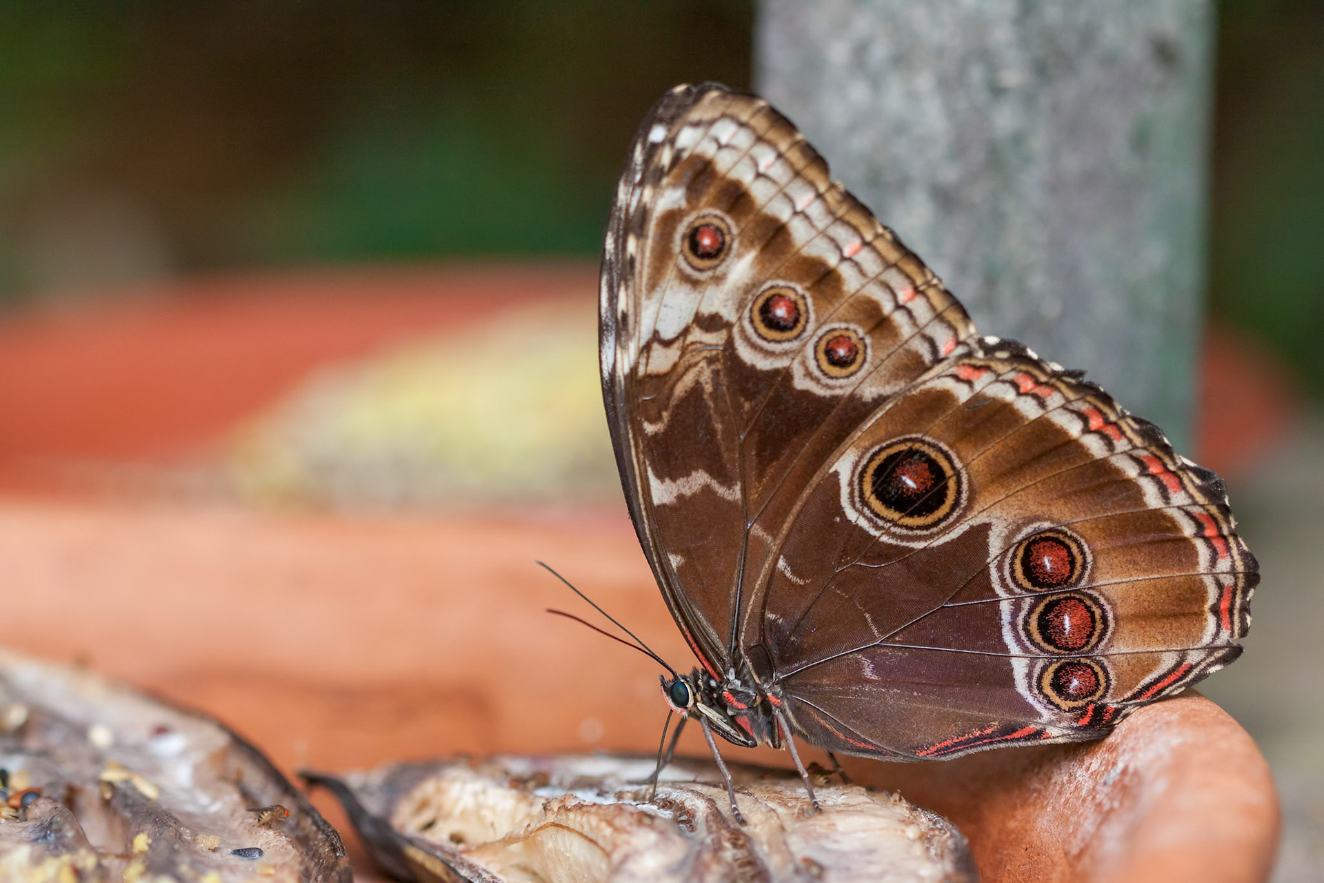 Blue Morpho Butterfly ( Morpho peleides) Feeding on Rotting Fruit