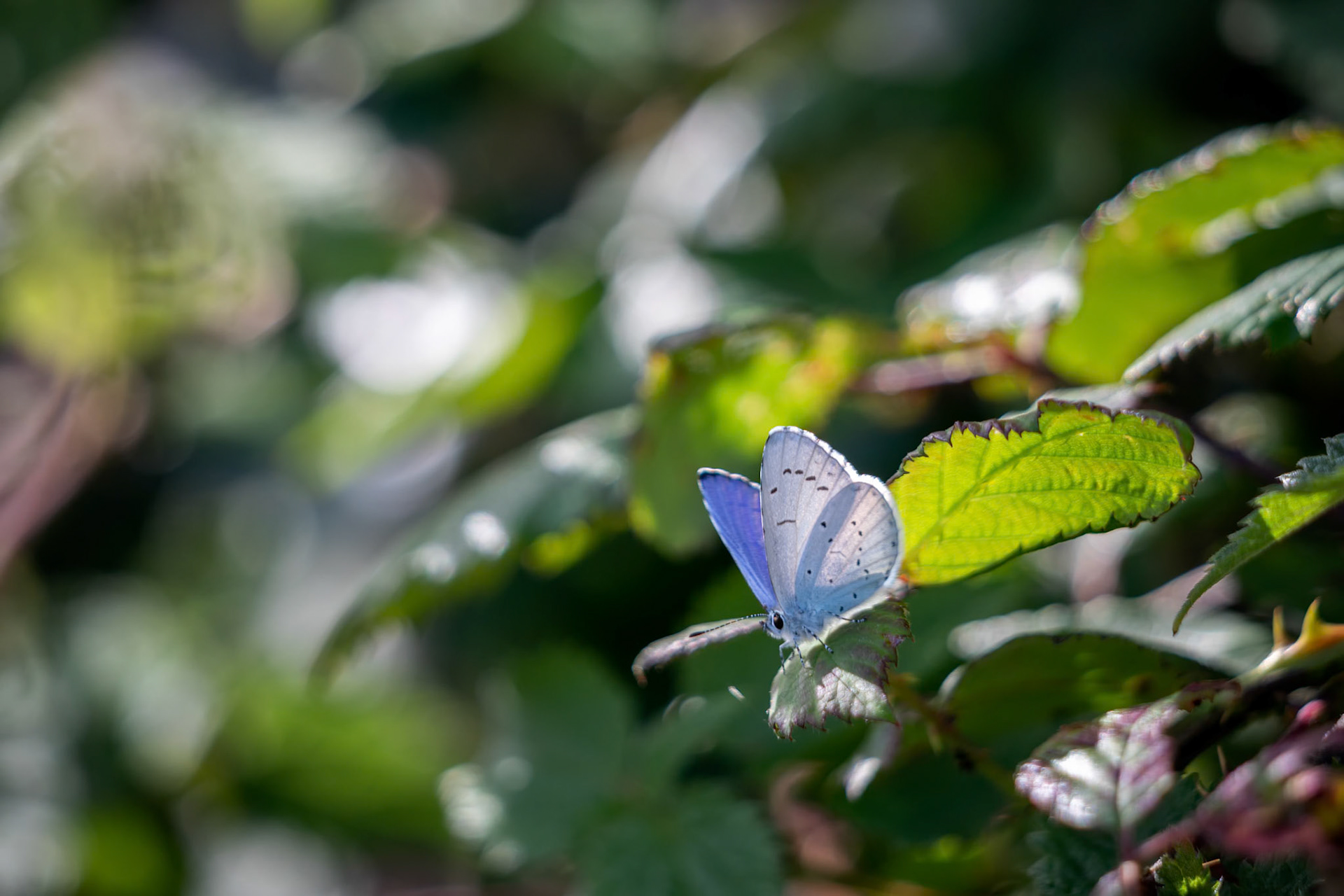 Holly Blue (Celastrina argiolus) resting on a plant near Little Haven in Pembrokeshire