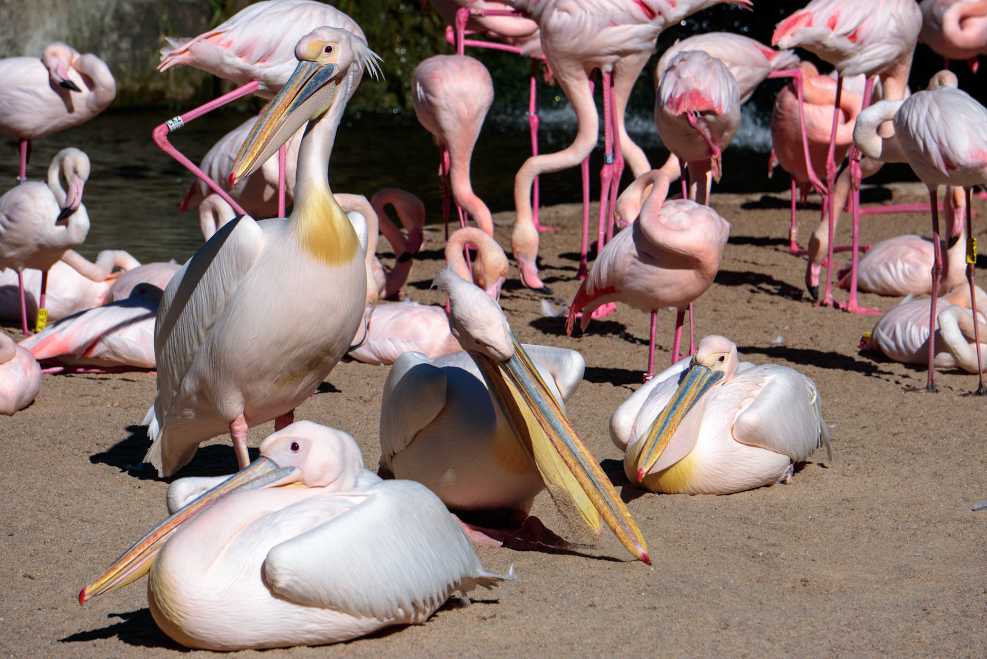 VALENCIA, SPAIN - FEBRUARY 26 : Pink Backed Pelicans and Flamingos at the Bioparc in Valencia Spain on February 26, 2019