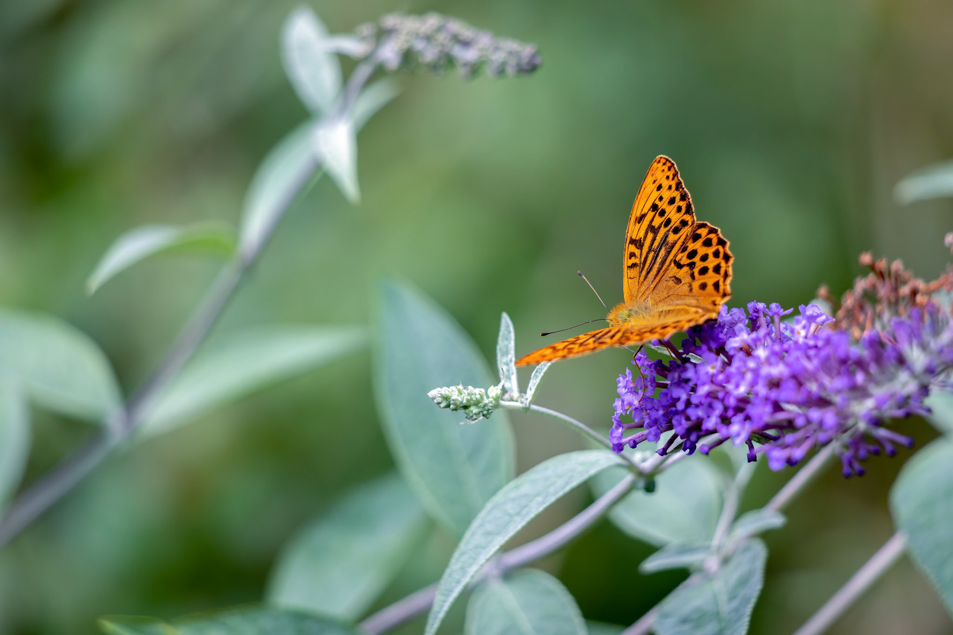 Silver-washed Fritillary (Argynnis paphia) feeding on a Buddleia