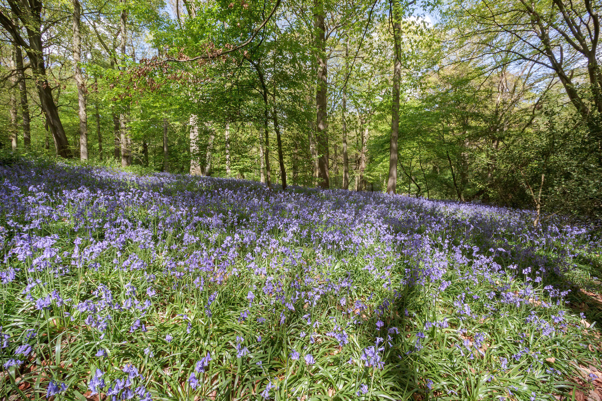 Bluebells in Staffhurst Woods near Oxted Surrey
