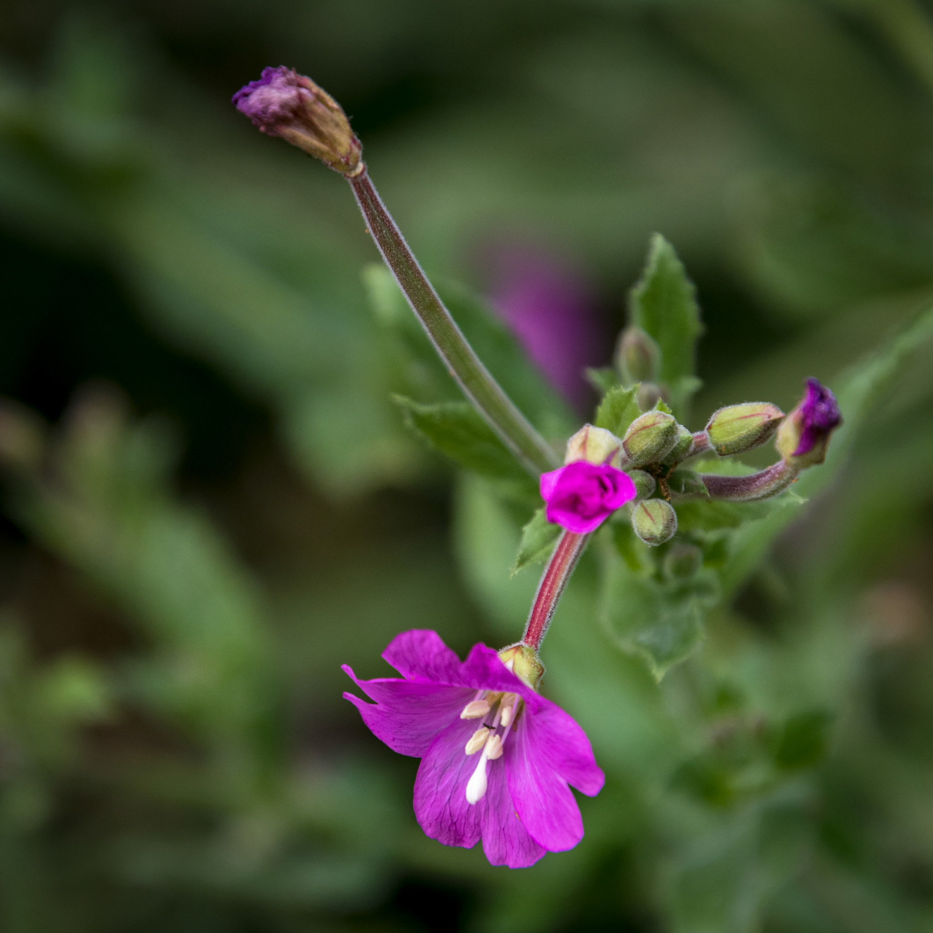 Vibrant Great Willowherb  (Epilobium hirsutum) in full bloom