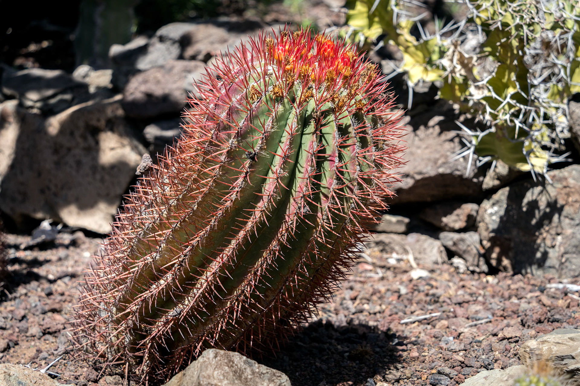 LOS PALMITOS, GRAN CANARIA, SPAIN - MARCH 8 : Mexican Fire Barrel growing in Los Palmitos, Gran Canaria, Spain on March 8, 2022