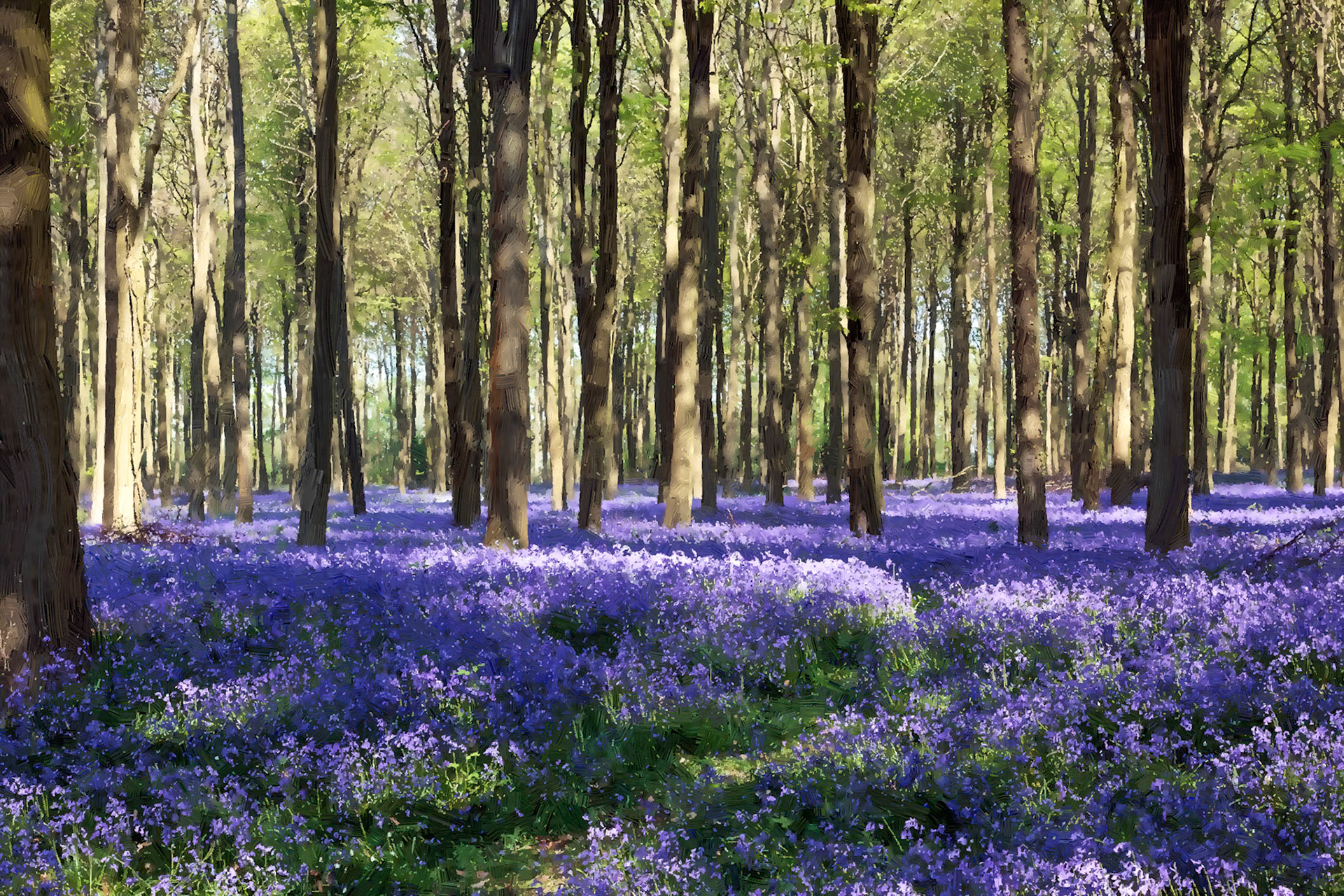 Bluebells in Wepham Woods