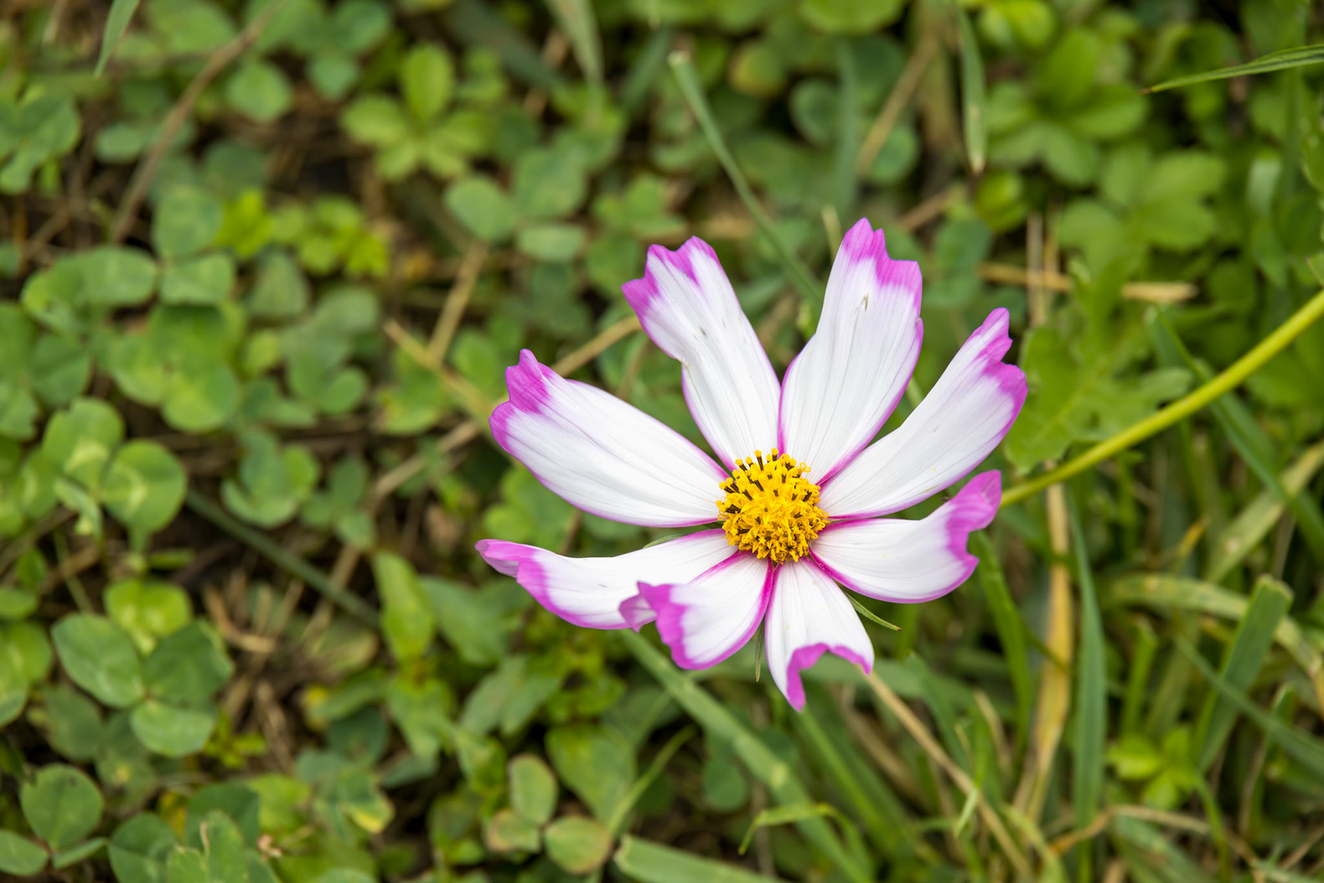 Garden Cosmos (Cosmos bipinnatus Cav.) growing and flowering in a garden in Italy