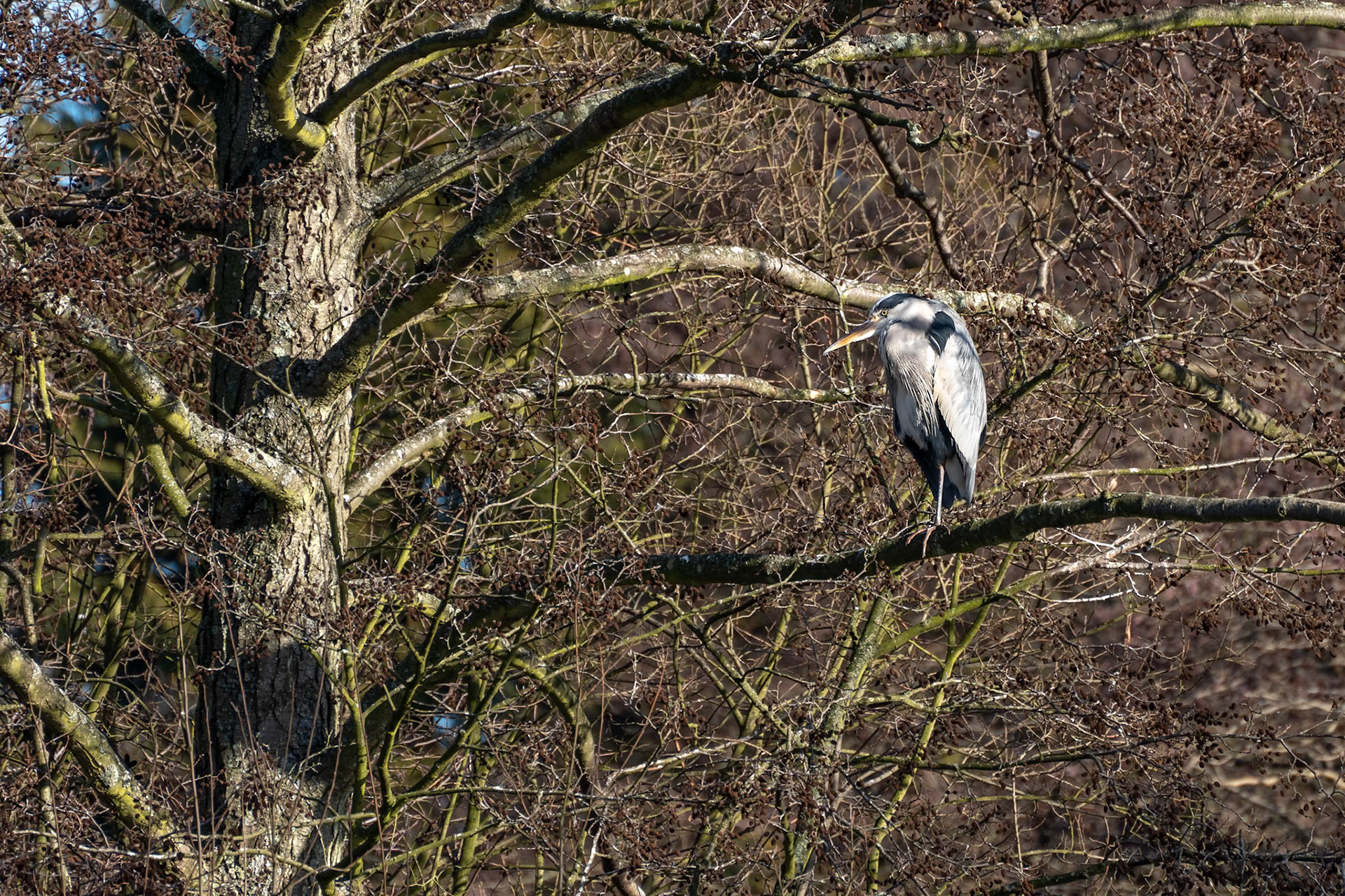 Grey Heron standing in a tree bathed in winter sunshine