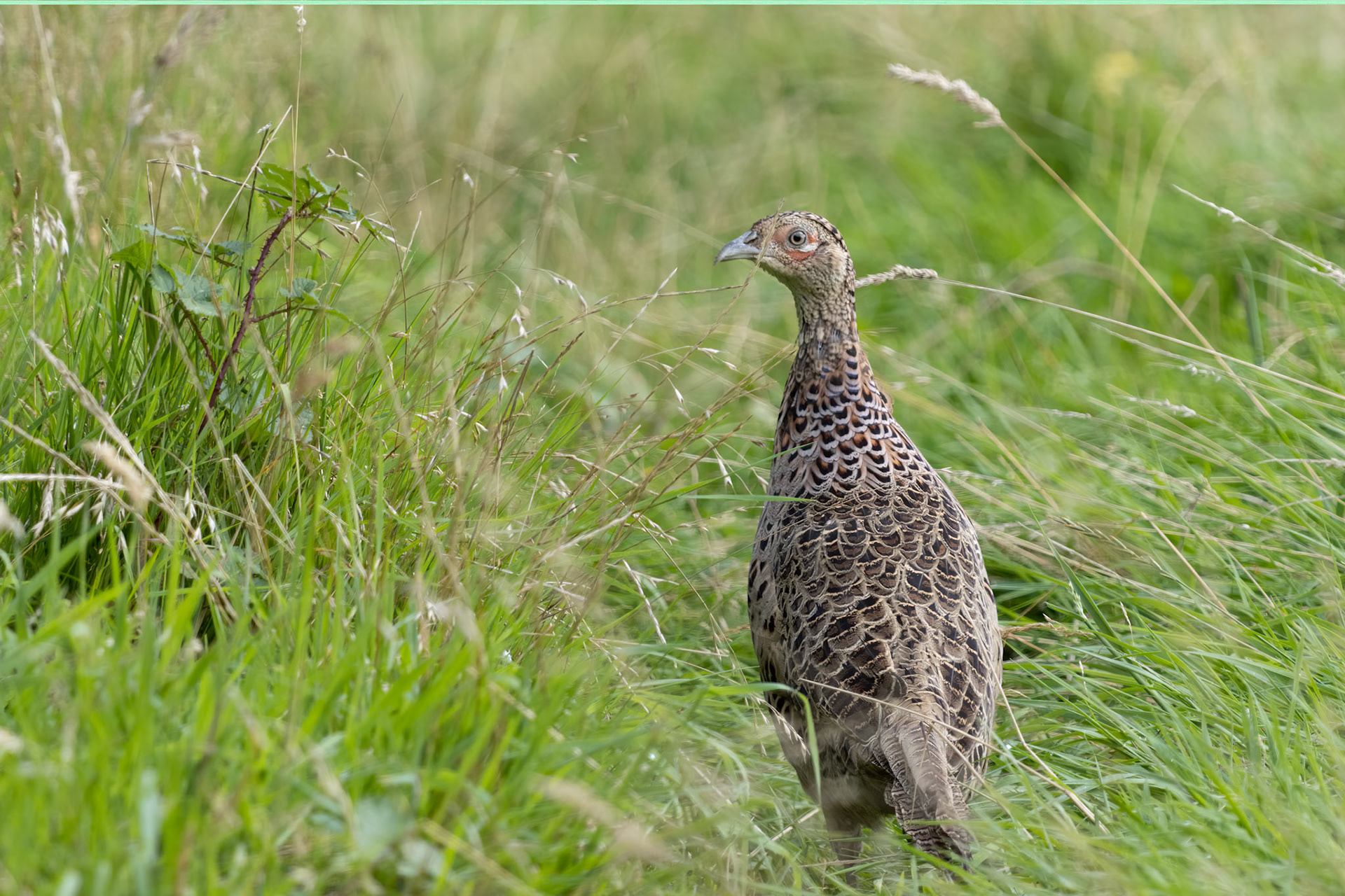 Female Pheasant walking across a field in East Grinstead