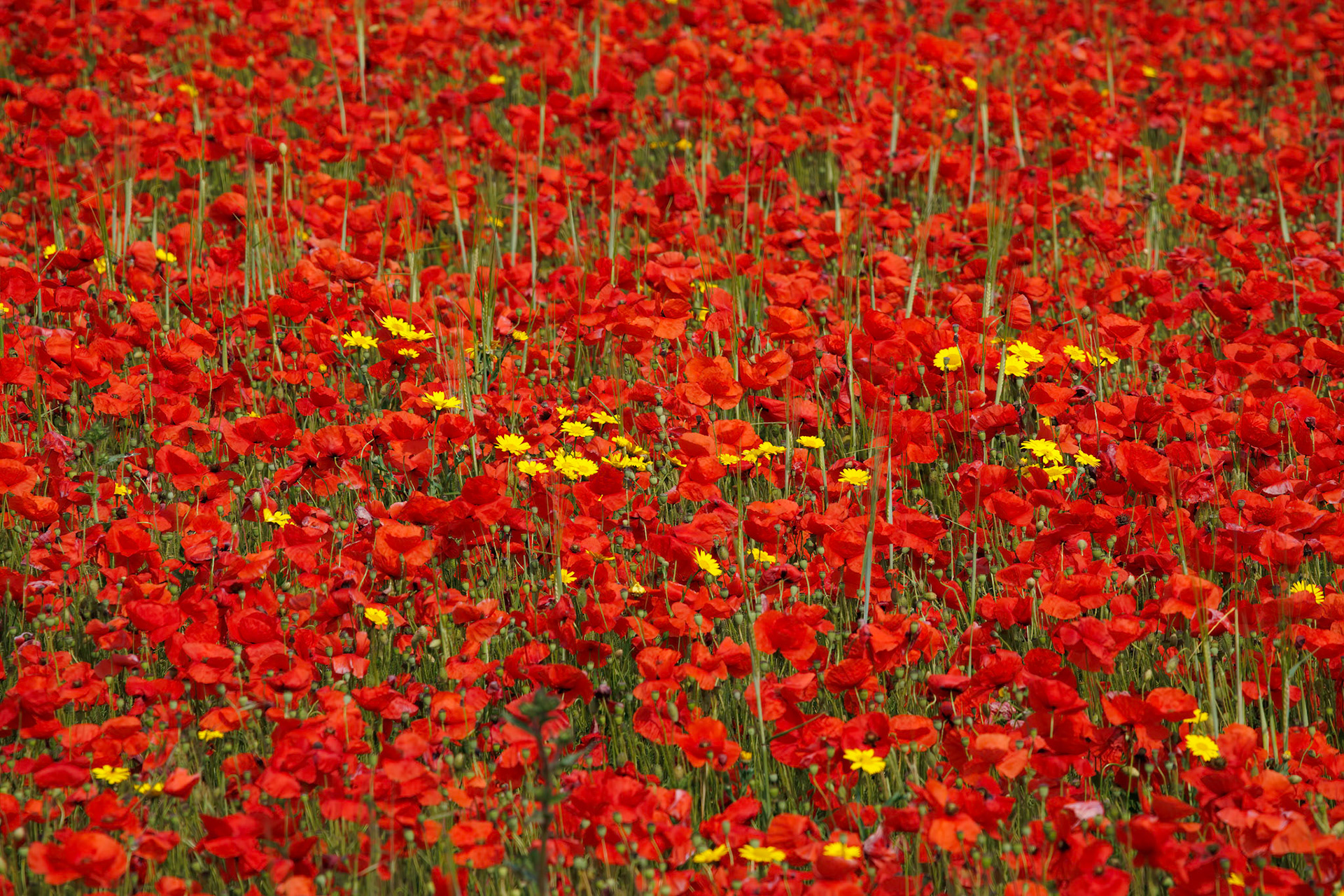 View of Poppies in bloom in a field in West Pentire Cornwall