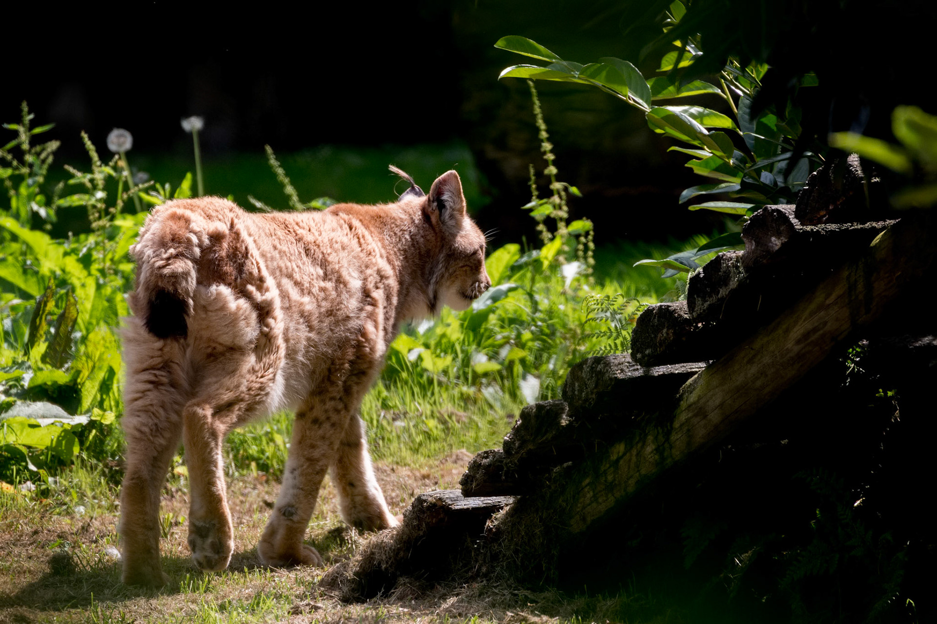 Young Northern Lynx ( Felis lynx lynx) walking in the sunshine
