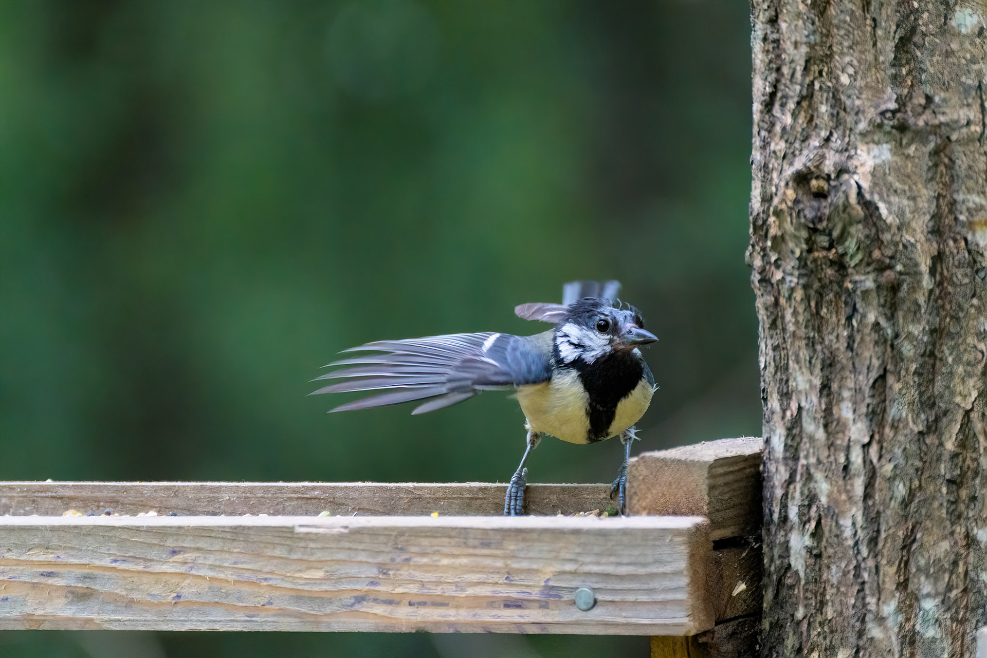 Young fledgling Great Tit looking for food on a wooden tray filled with seed