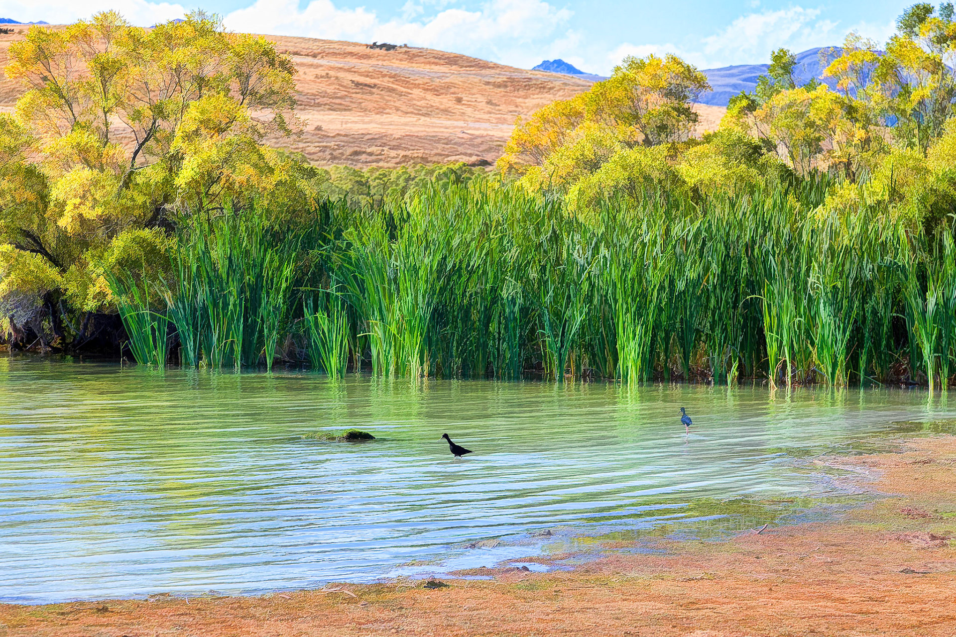 Black Stilt (Himantopus novaezelandiae)