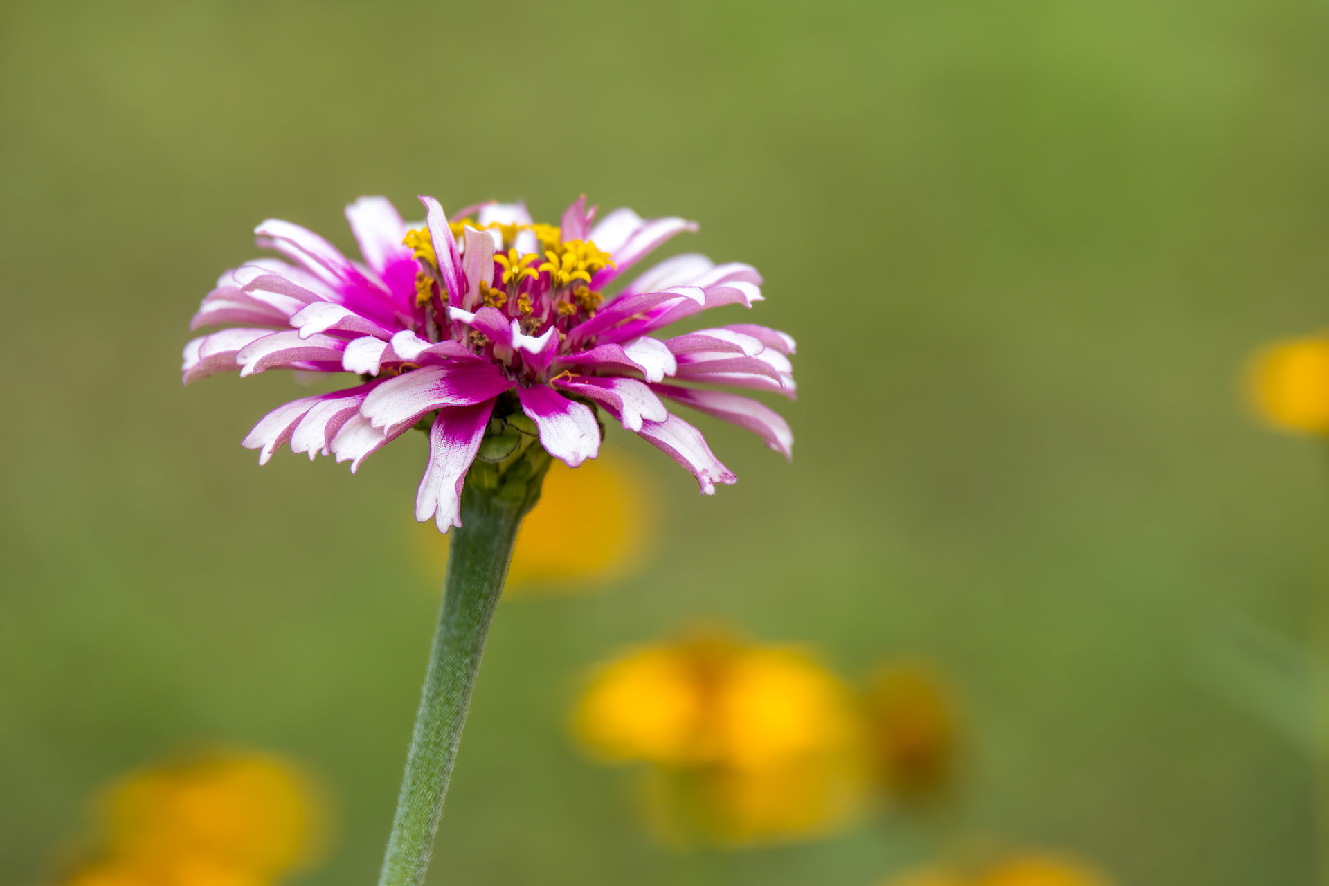Garden Cosmos (Cosmos bipinnatus Cav.) growing and flowering in a garden in Italy
