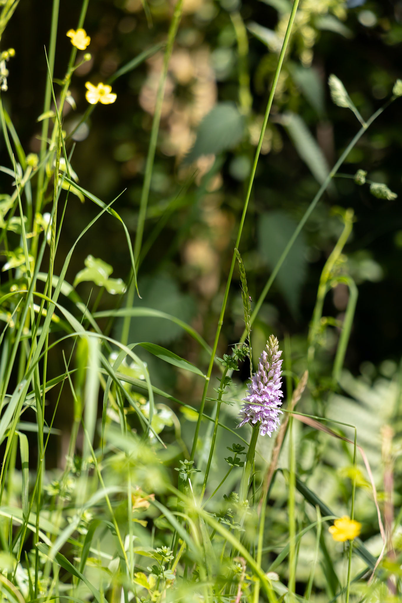 Heath Spotted Orchid (Dactylorhiza maculata ericetorum)