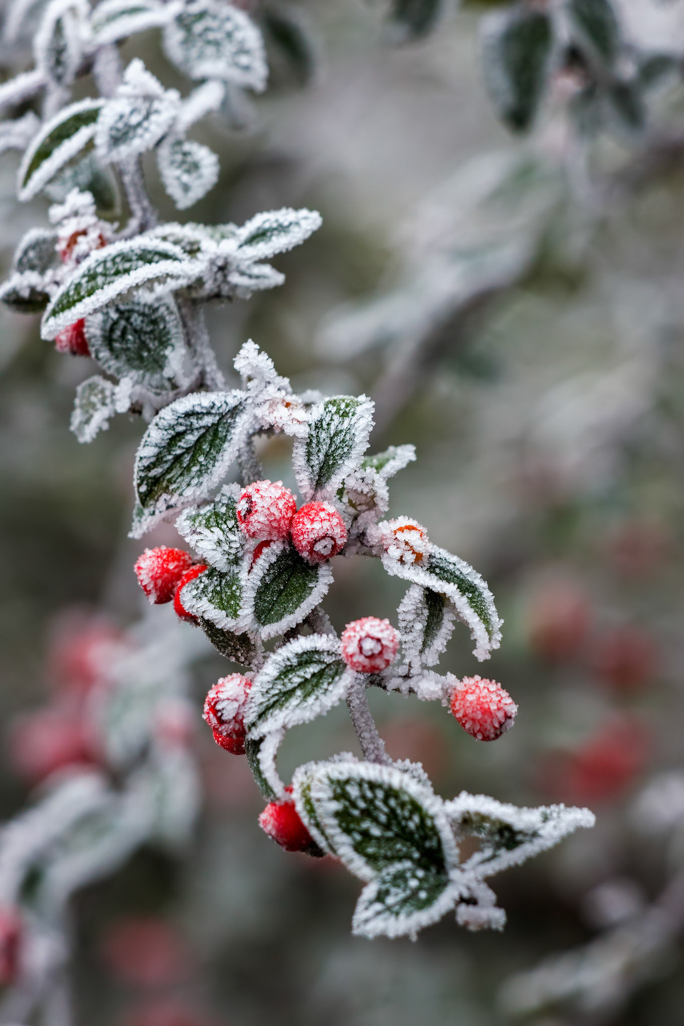 Red Cotoneaster berries covered with hoar frost on a cold winters day