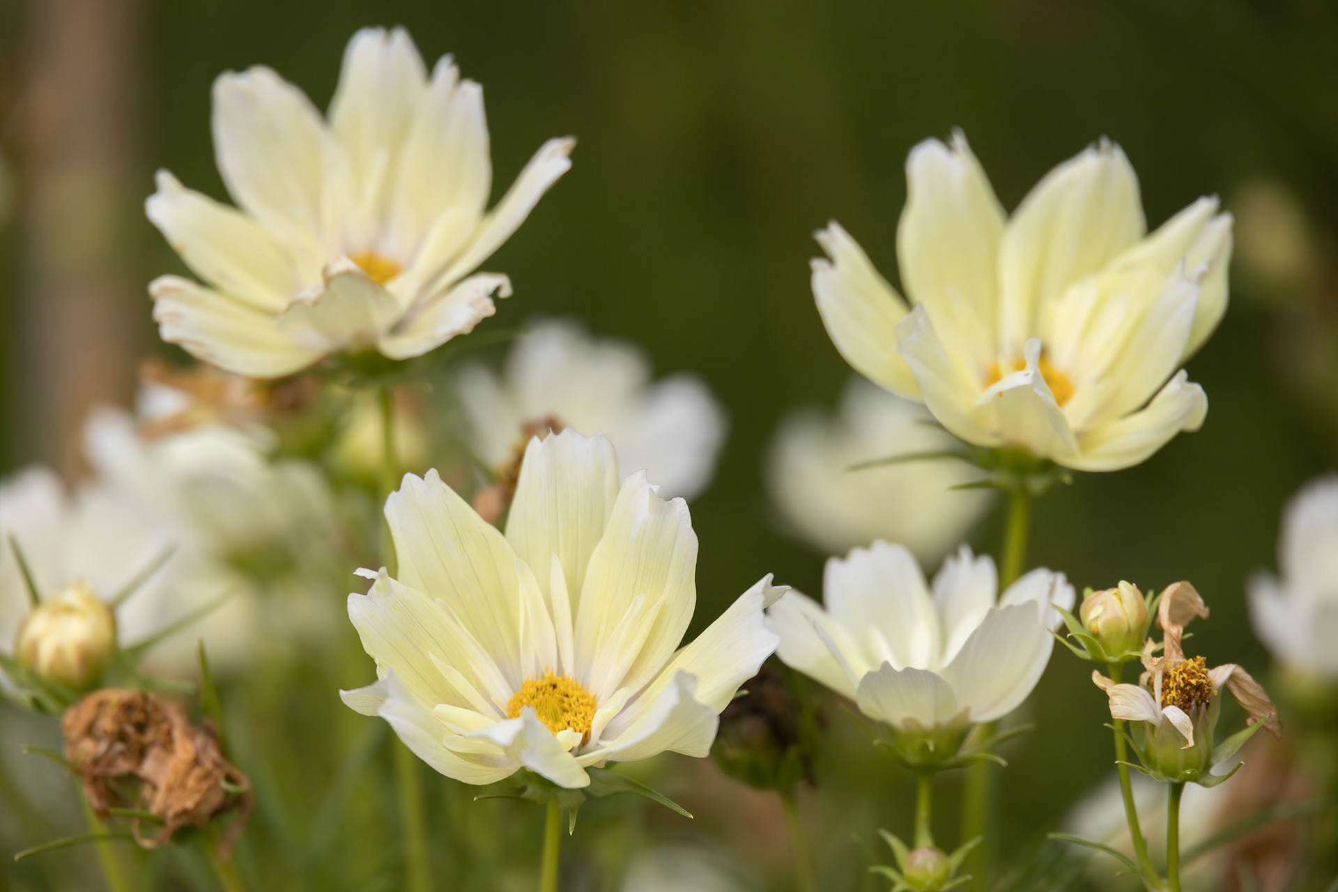 Garden Cosmos (Cosmos bipinnatus Cav.) flowering in a garden in Bergamo