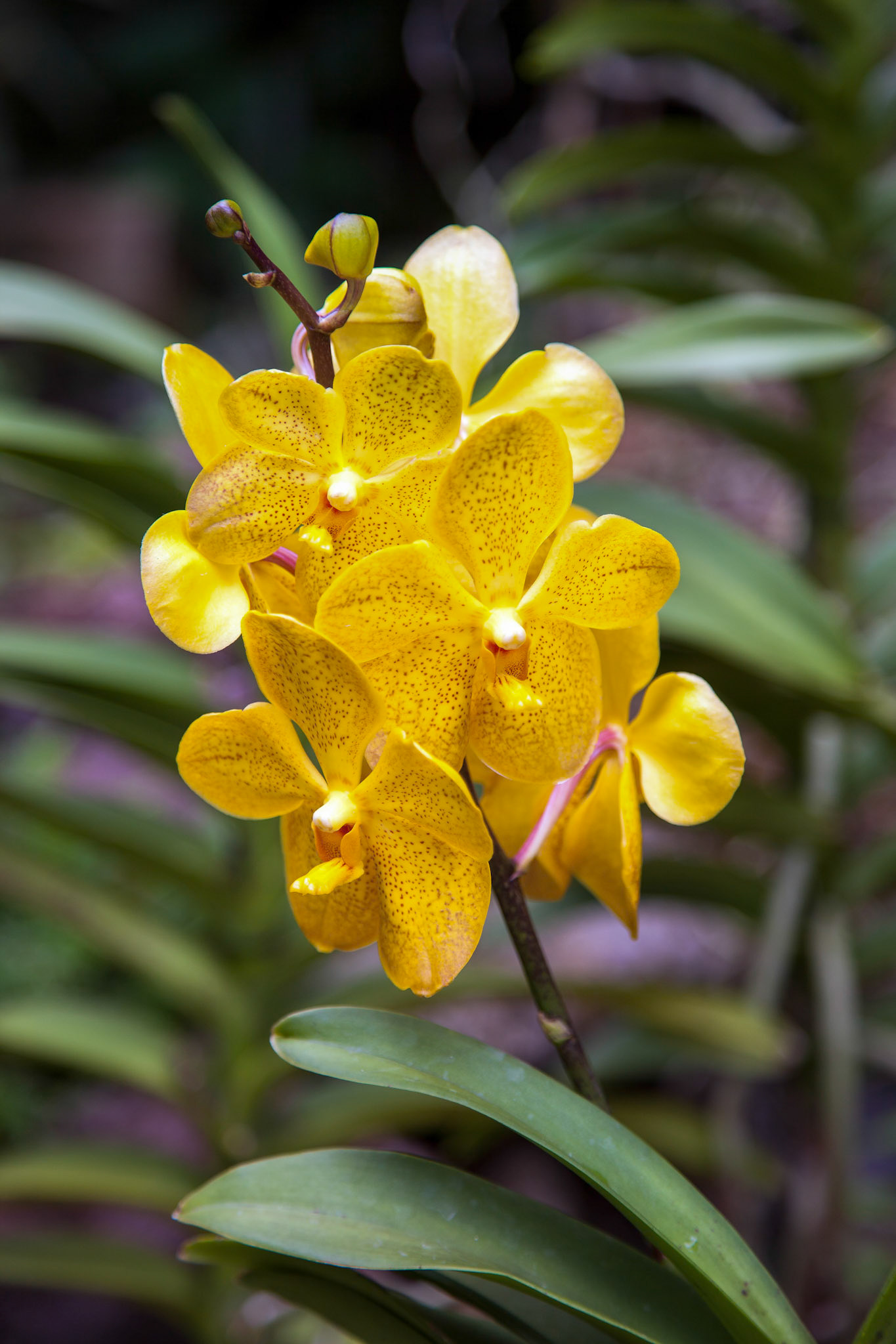 Orchid in Singapore Botannical Gardens