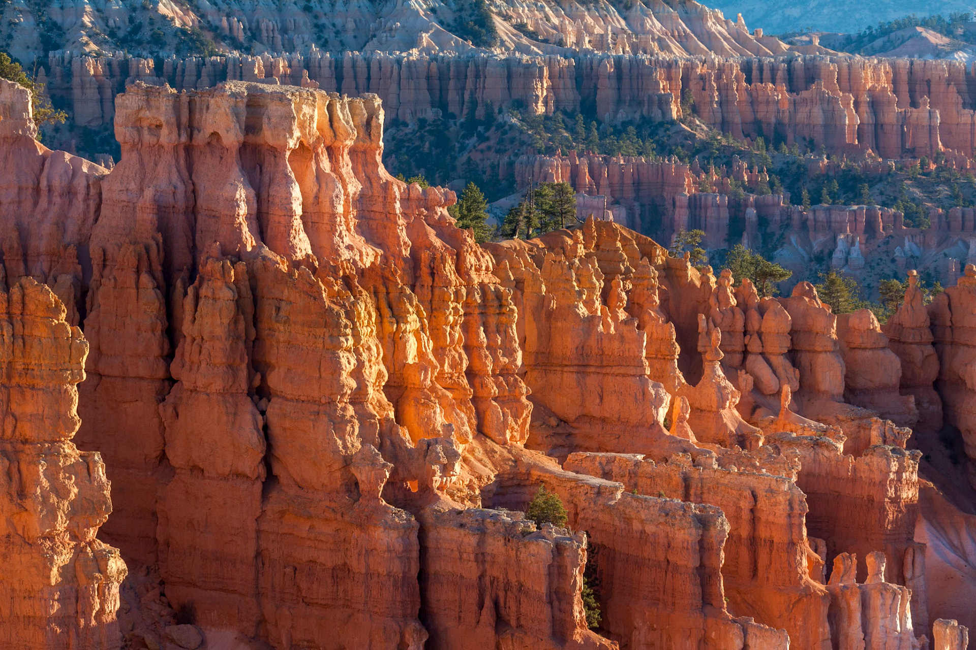 Sun Kissed Hoodoos and Pine Trees in Bryce Canyon