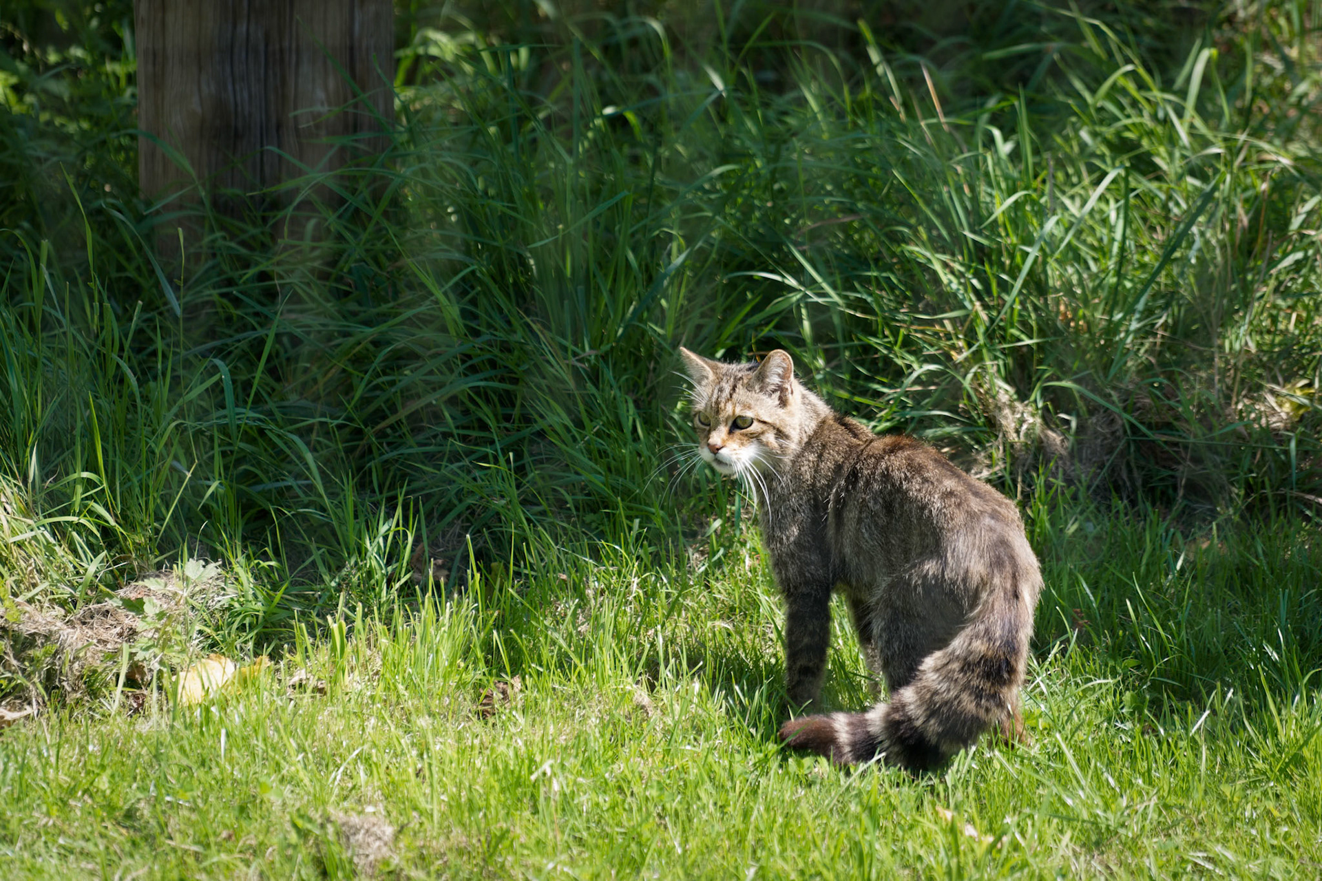 European Wildcat (Felis silvestris silvestris)