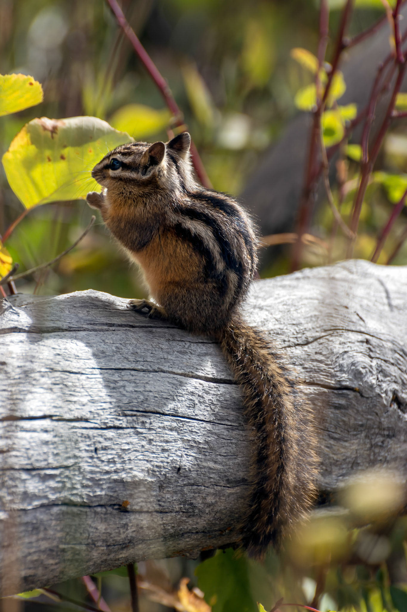 Uinta Chipmunk (Neotamias umbrinus fremonti)