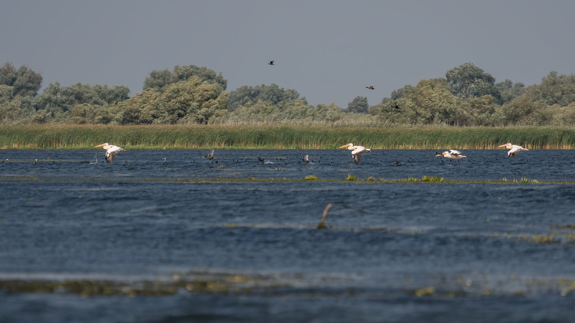 Great White Pelicans (pelecanus onocrotalus) in the Danube Delta