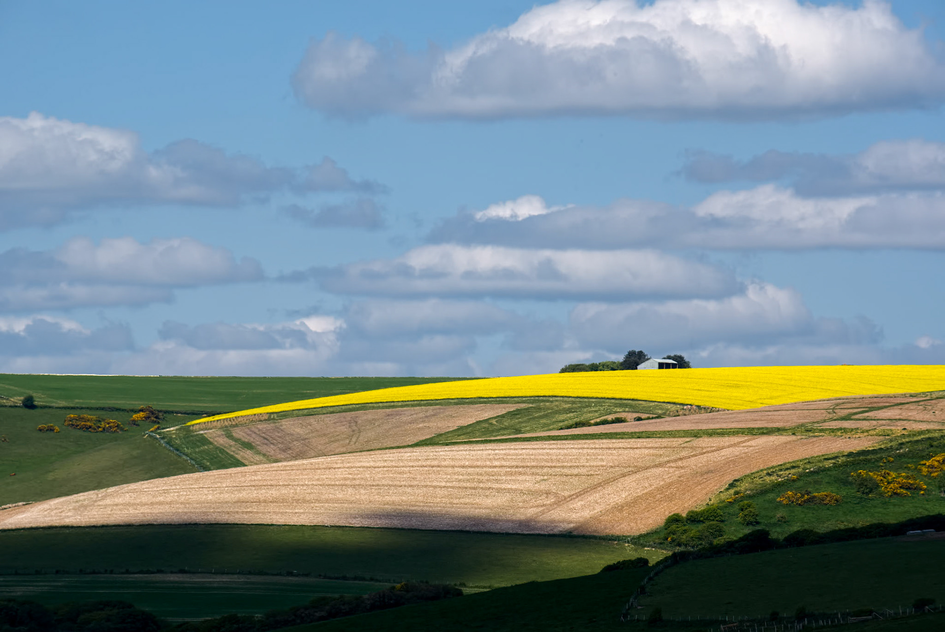 Rapeseed in the Rolling Sussex Countryside