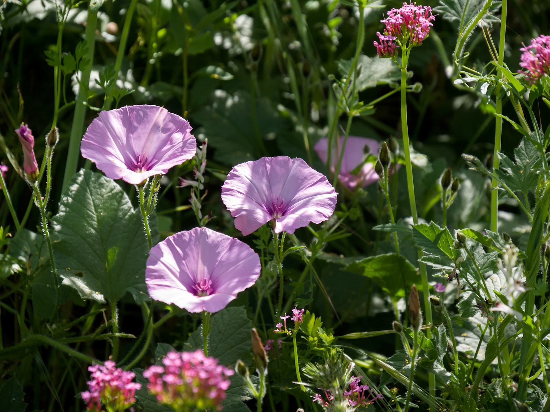 Mallow-leaved Bindweed (Convolvulus althaeoides)