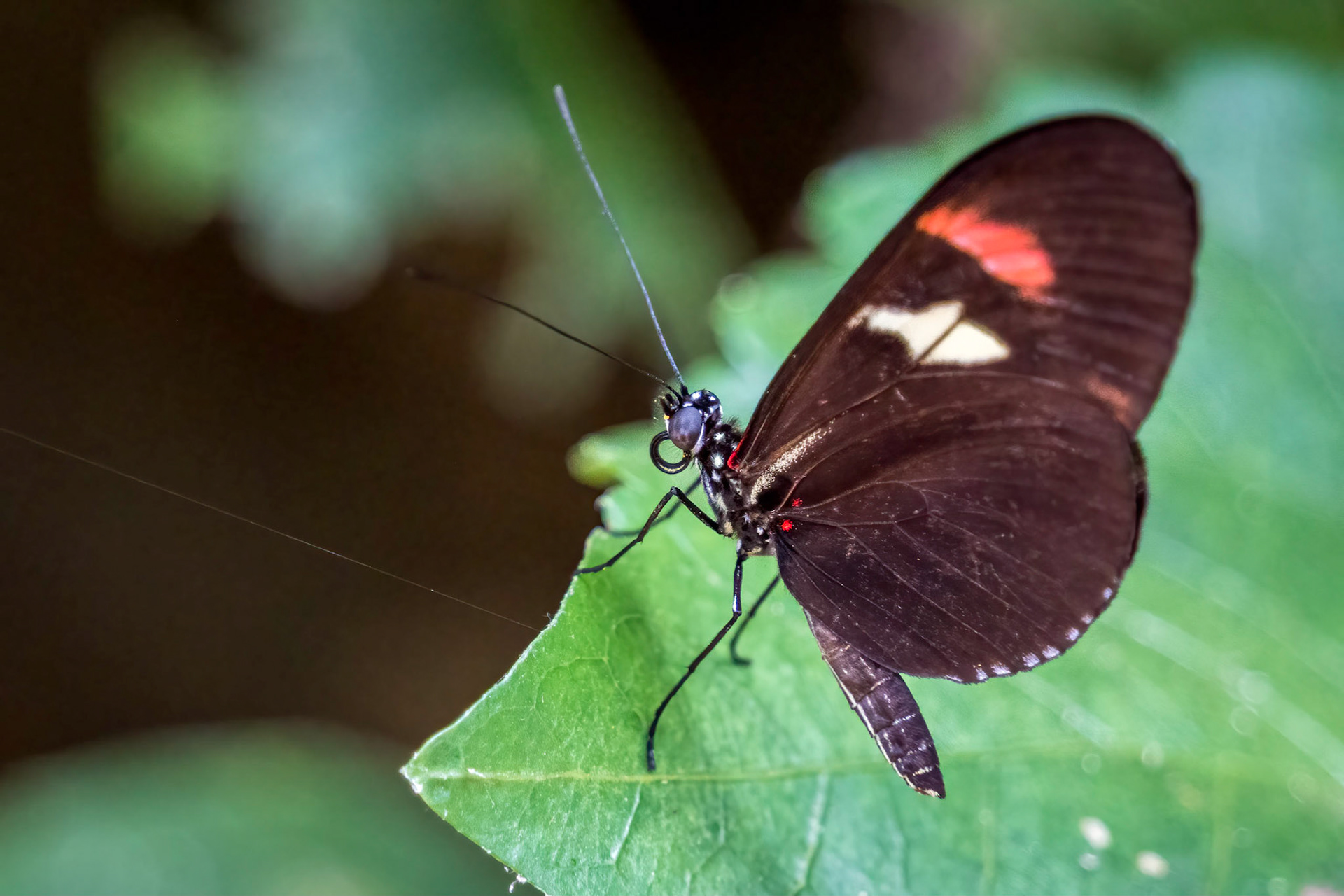 MASPALOMAS, GRAN CANARIA, SPAIN - MARCH 8 : Postman Butterfly at Palmitos Park, Maspalomas, Gran Canaria, Canary Islands, Spain on March 8, 2022
